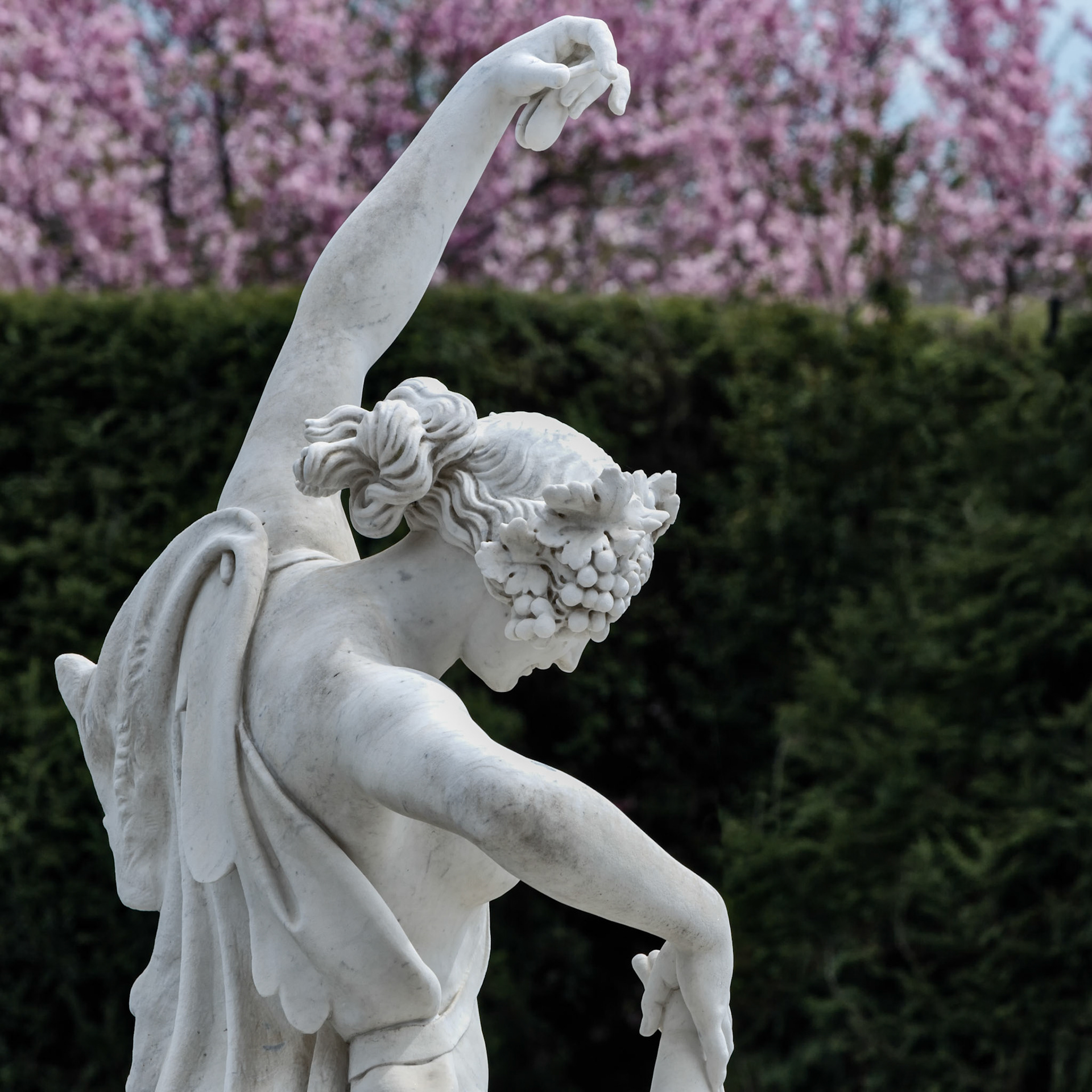 BACCHANTE IN BLOOM  |  A classical garden statue stands among the blooming trees of the Biltmore Gardens, captured in a pose that suggests movement and elegance. The soft pink blossoms in the background complement the white marble, creating a scene that feels both peaceful and timeless.The image draws attention to the sculptor's craftsmanship, from the flowing lines of the figure to the delicate details of the floral crown. Framed by spring color and garden textures, the statue becomes a quiet focal point within the landscape.