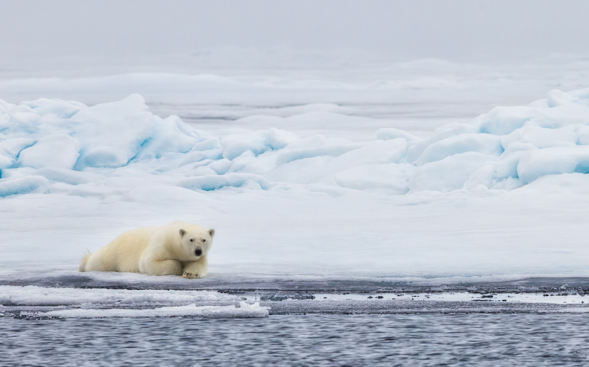 RESTING ON THE FROZEN EDGE  |  Few animals symbolize the Arctic more powerfully than the polar bear. Resting quietly on a small shelf of sea ice, this bear appears completely at home on the polar ice cap, the frozen wilderness that has been its home for countless generations.