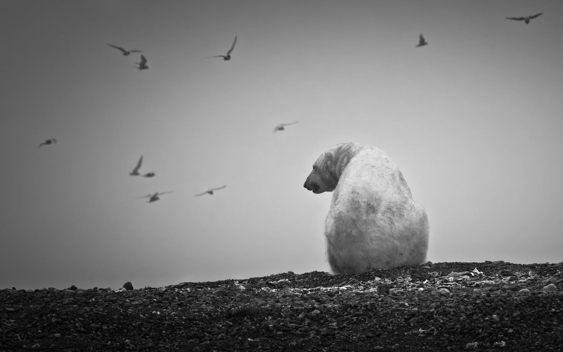 A LONELY DAY ON LAND
