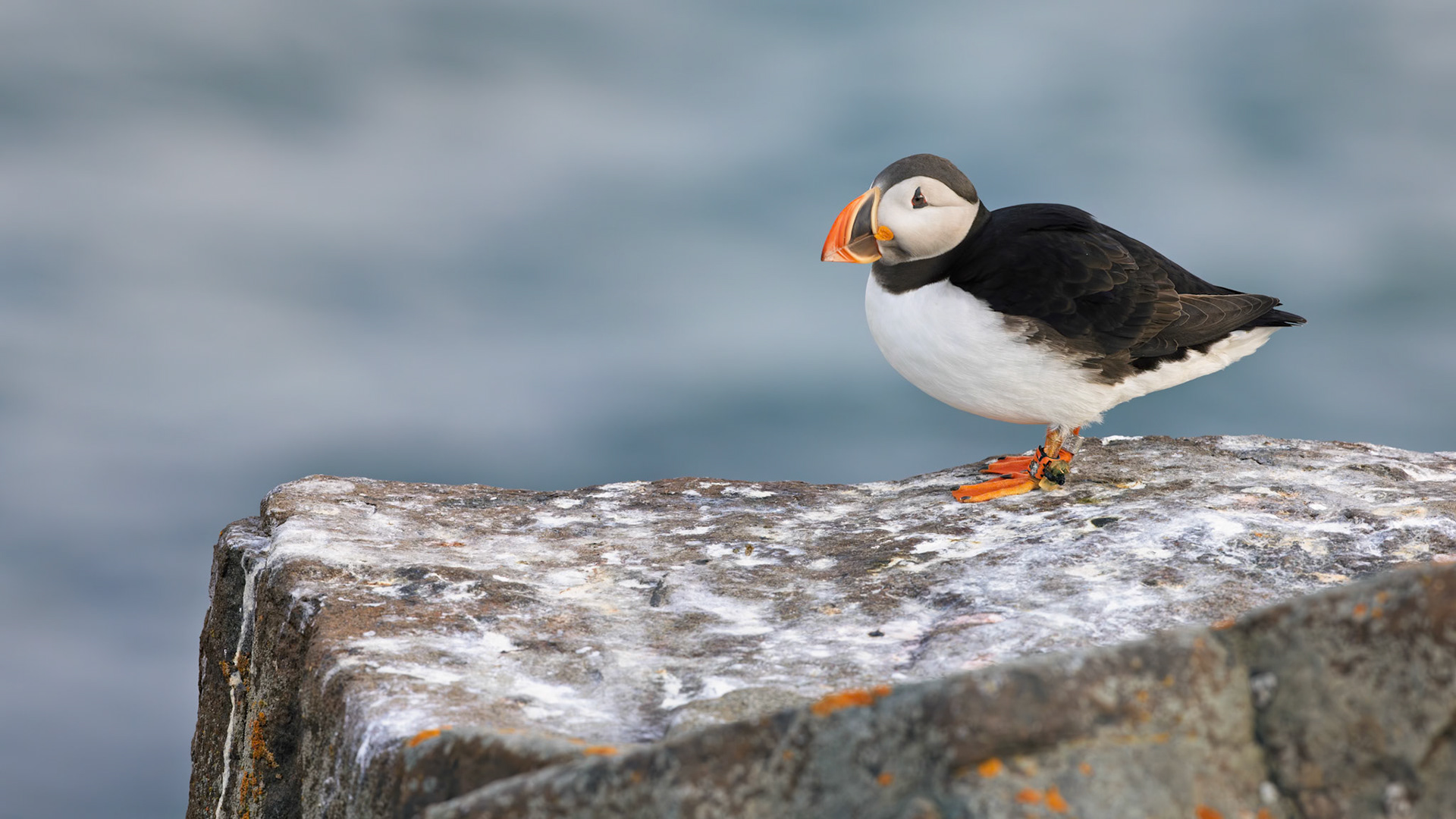 A MOMENT TO CONSIDER  |  Wildlife photography often rewards patience, but occasionally it rewards persistence. As the other puffins gradually departed their rocky perches and disappeared into the Arctic sky, this lone bird remained behind.