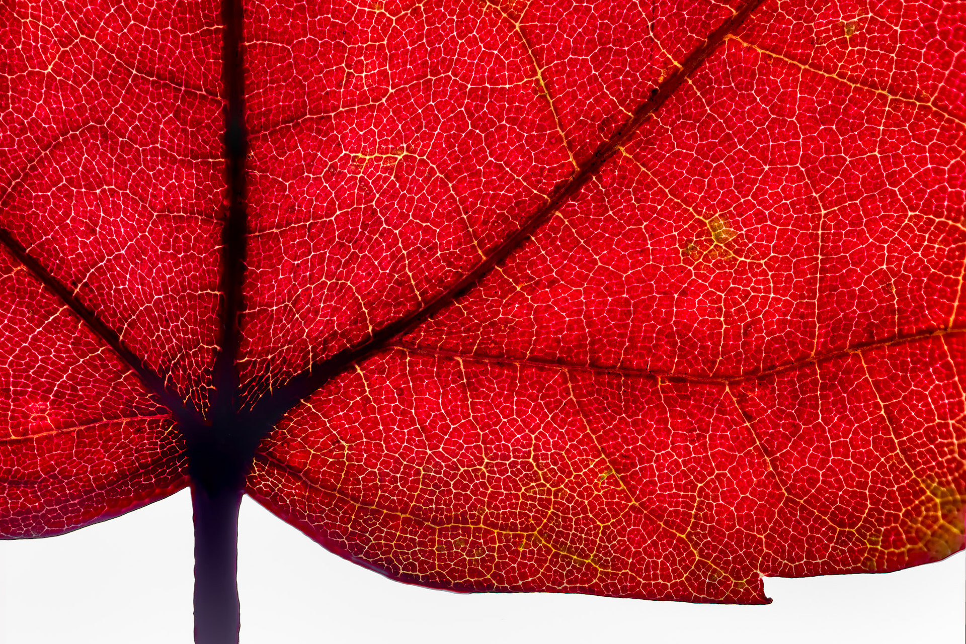 CRIMSON LATTICE