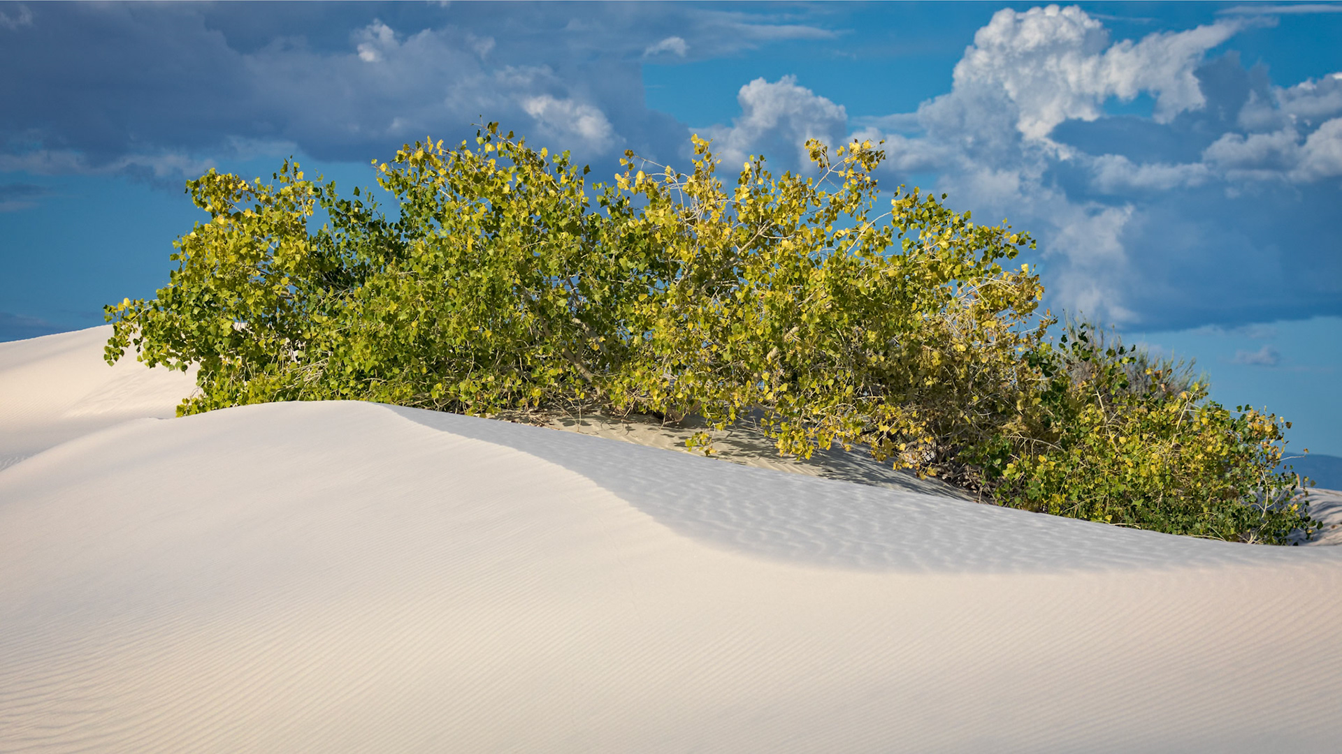 OCEAN EXPECTATIONS  | WHITE SANDS NATIONAL PARK | NEW MEXICO