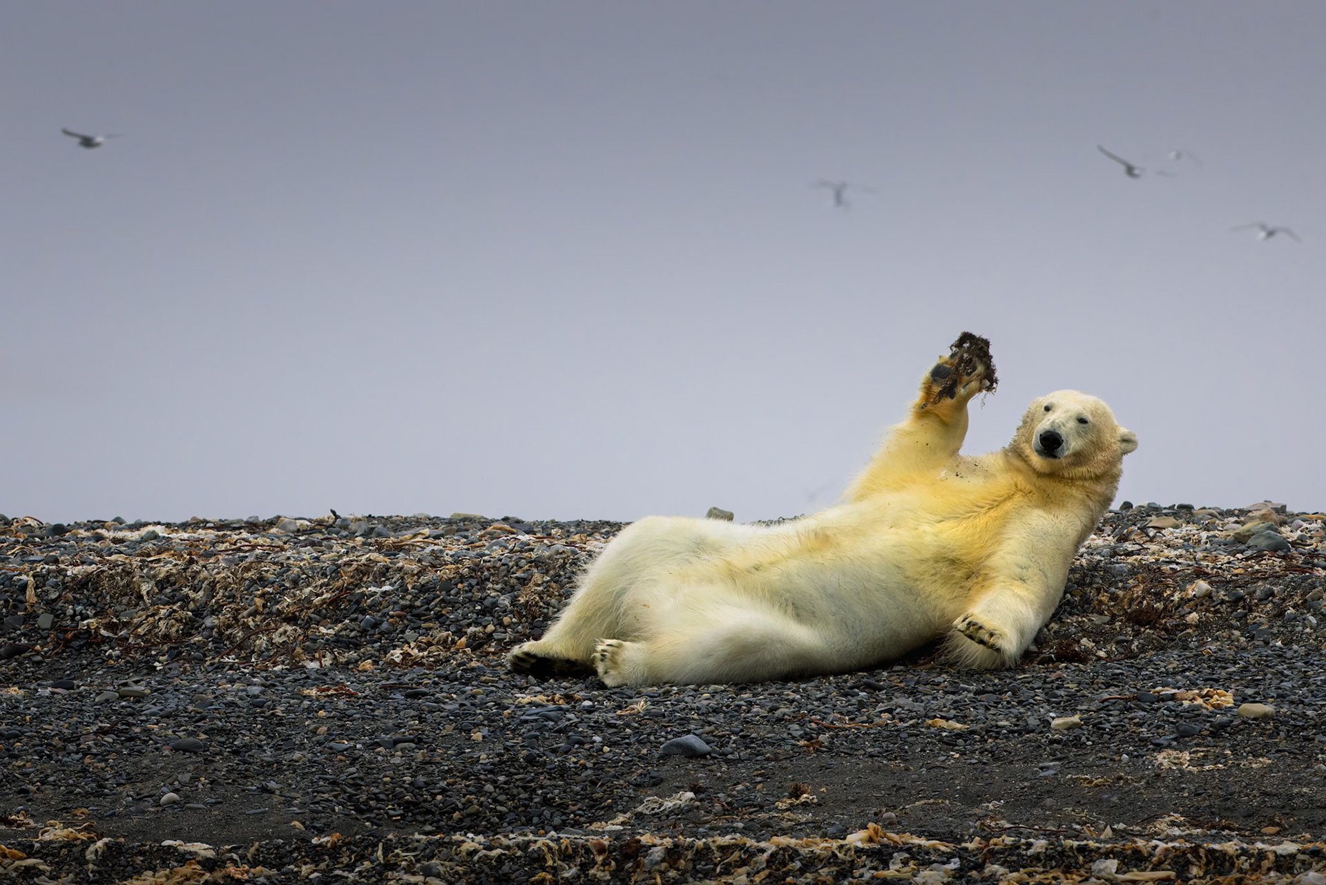 THE CASUAL KING I  |  Polar bears are often portrayed as powerful hunters roaming the frozen wilderness, but they can also be surprisingly playful. This young bear seemed determined to put on a performance, rolling onto its back and entertaining itself with a tangled clump of seaweed gathered from the shoreline.