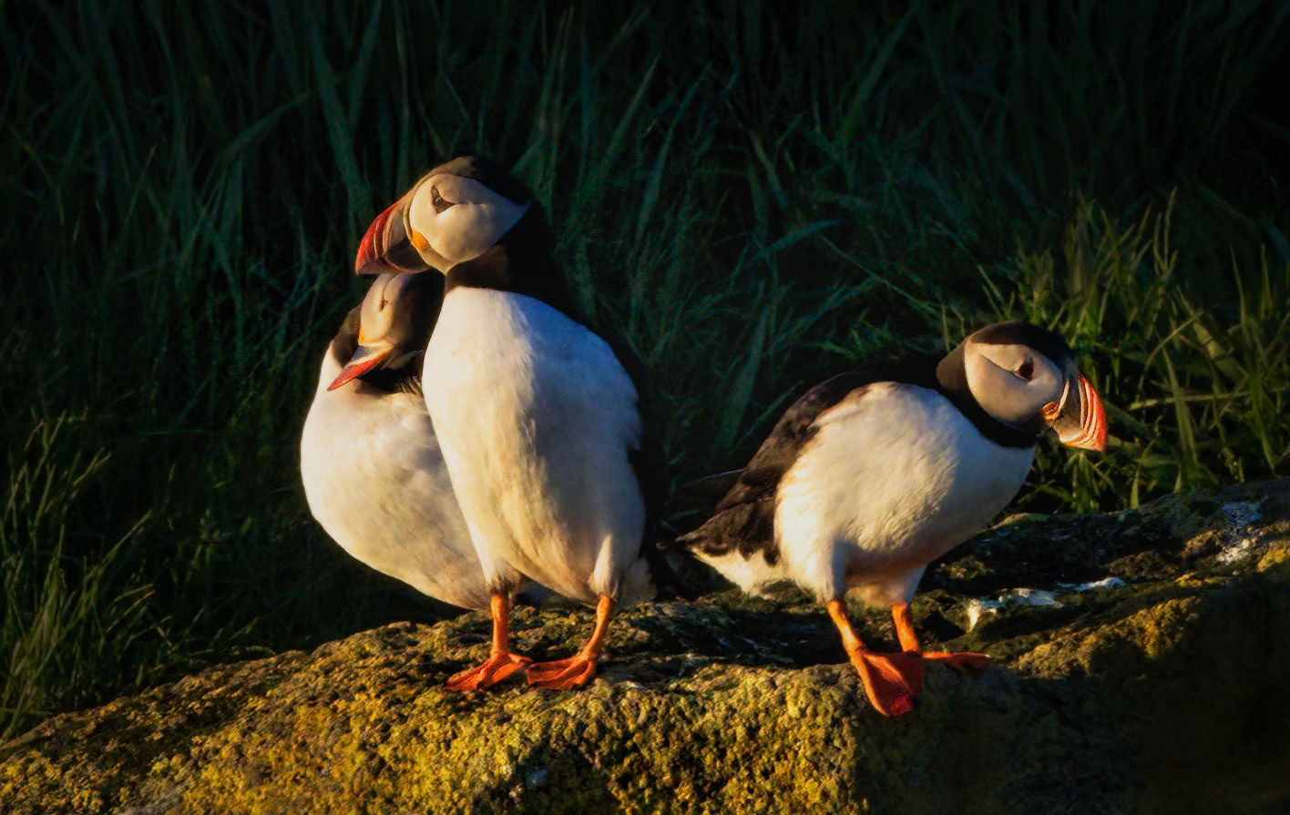 THE COMFORT OF COMPANY  |  In June, darkness never truly arrives in Iceland. At nearly 10 p.m., the low Arctic sun still bathed the landscape in warm golden light, creating the perfect setting for this tender moment among a colony of Atlantic puffins.