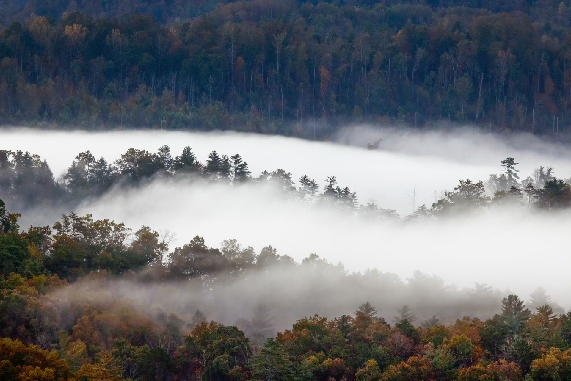 FOOTHILLS PARKWAY FOG