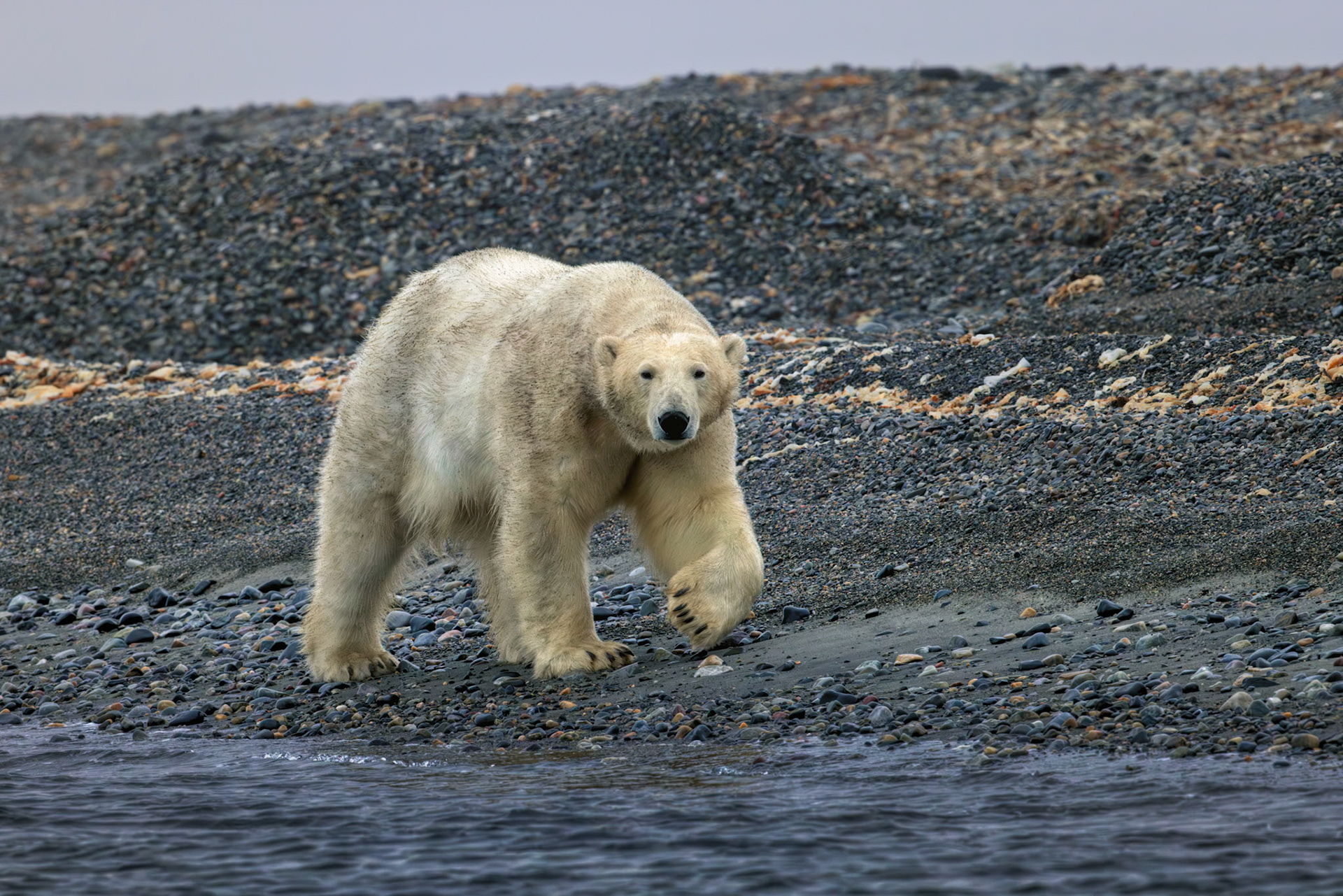 ARCTIC WANDERER