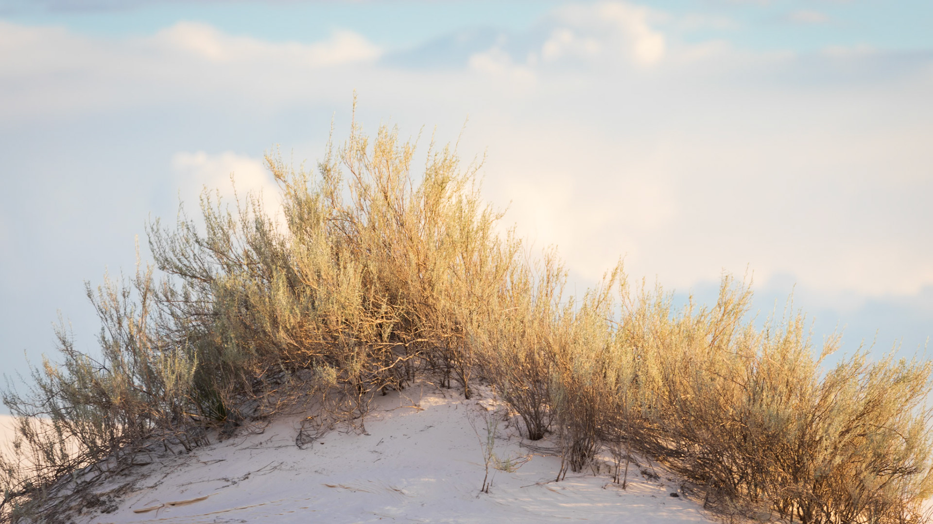 GOLDEN DUNE
