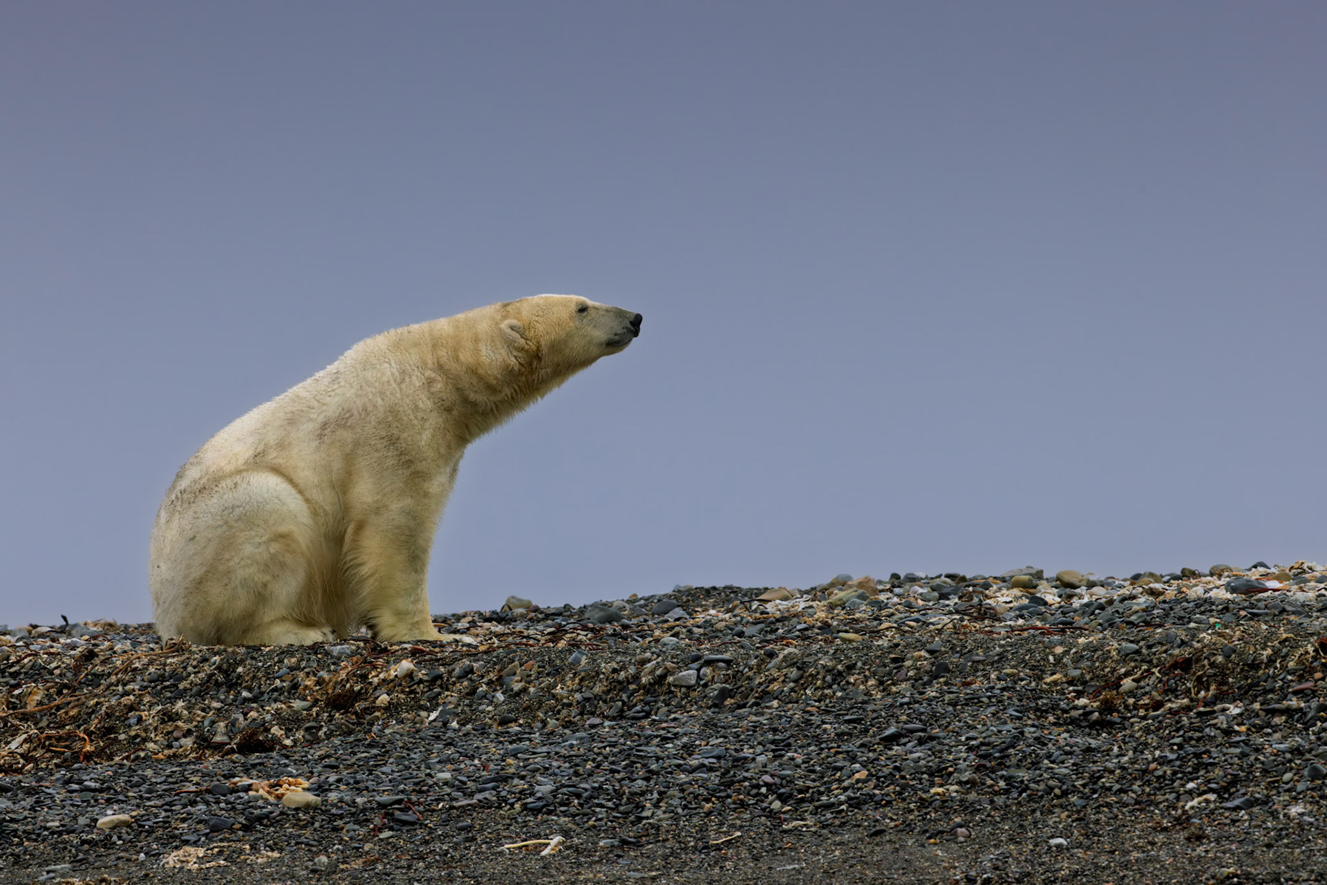 PAUSING AT THE EDGE OF THE ARCTIC