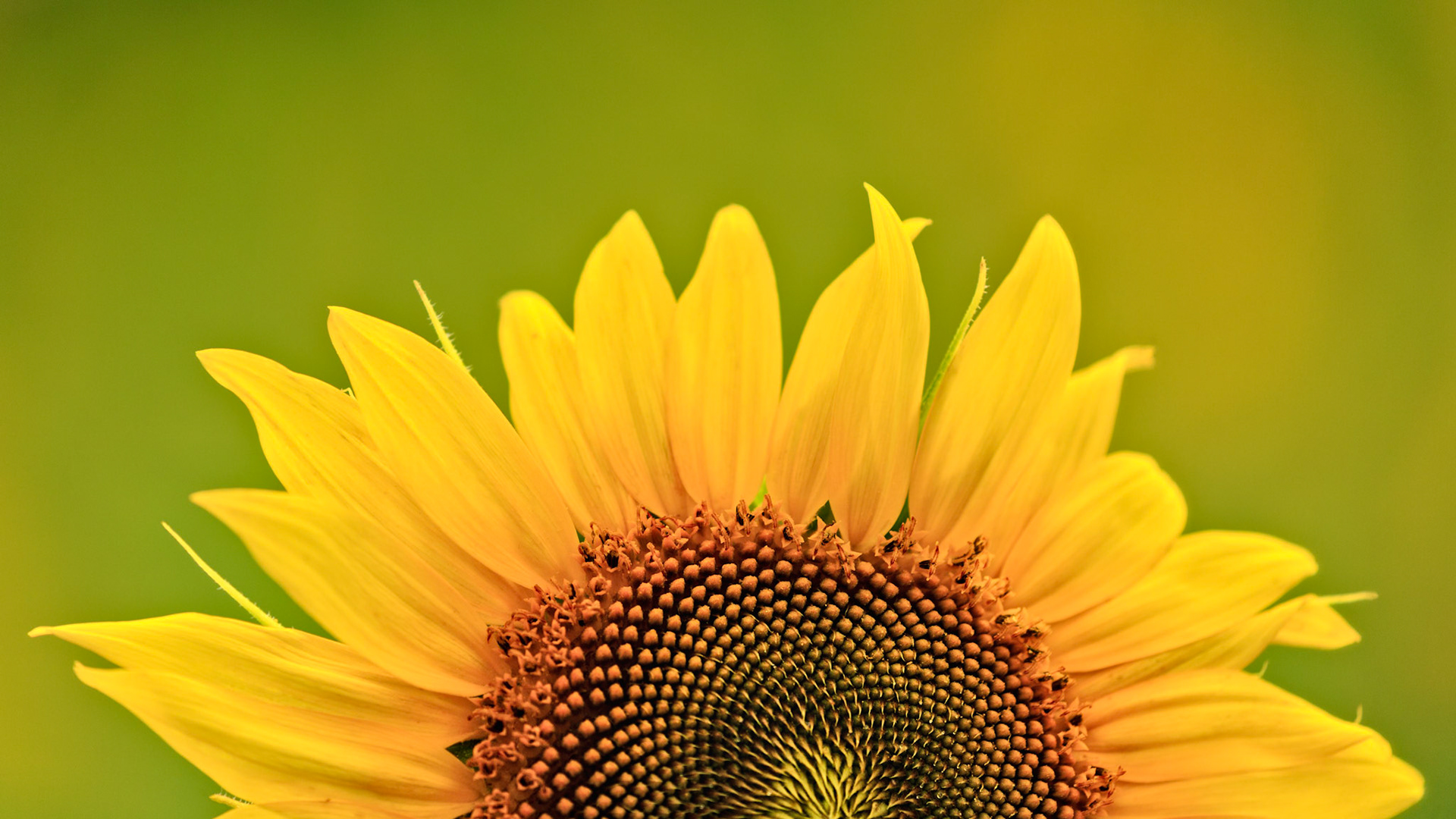 SOLAR BLOOM  |  A sunflower has an uncanny ability to lift the spirit. With its radiant yellow petals reaching outward like rays of sunshine, it embodies warmth, optimism, and the simple joy of a summer day. Even in close detail, its intricate patterns reveal a remarkable blend of beauty, mathematics, and design.This image is a reminder that happiness is often found in the simplest things. Bright, cheerful, and impossible to ignore, the sunflower stands as nature's symbol of positivity, turning its face toward the light and encouraging us to do the same.