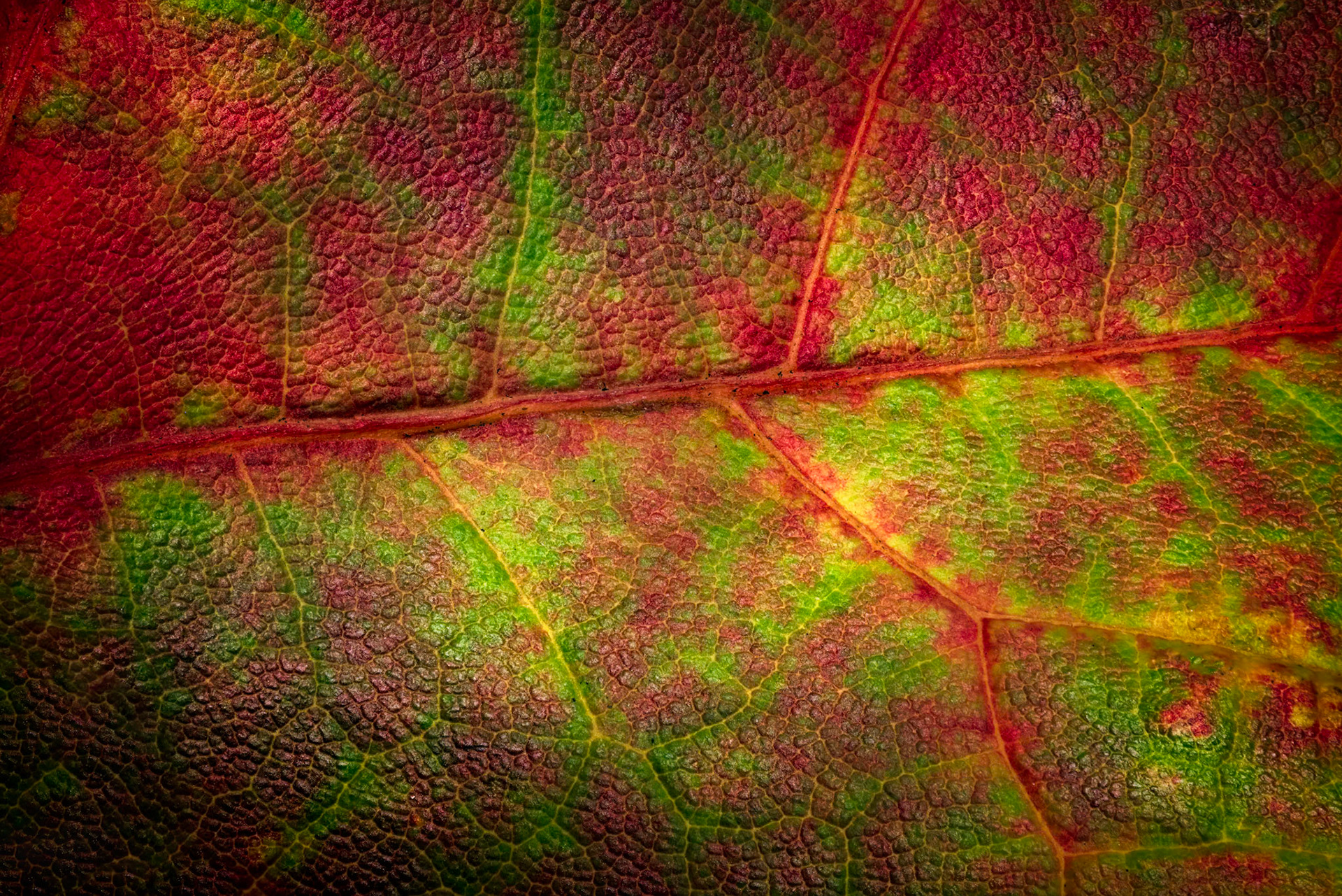 NATURE'S MAP