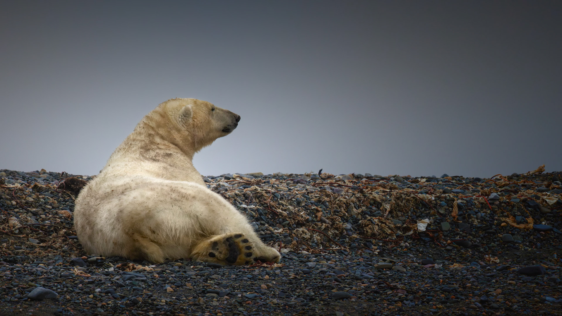 ARCTIC CONTEMPLATION