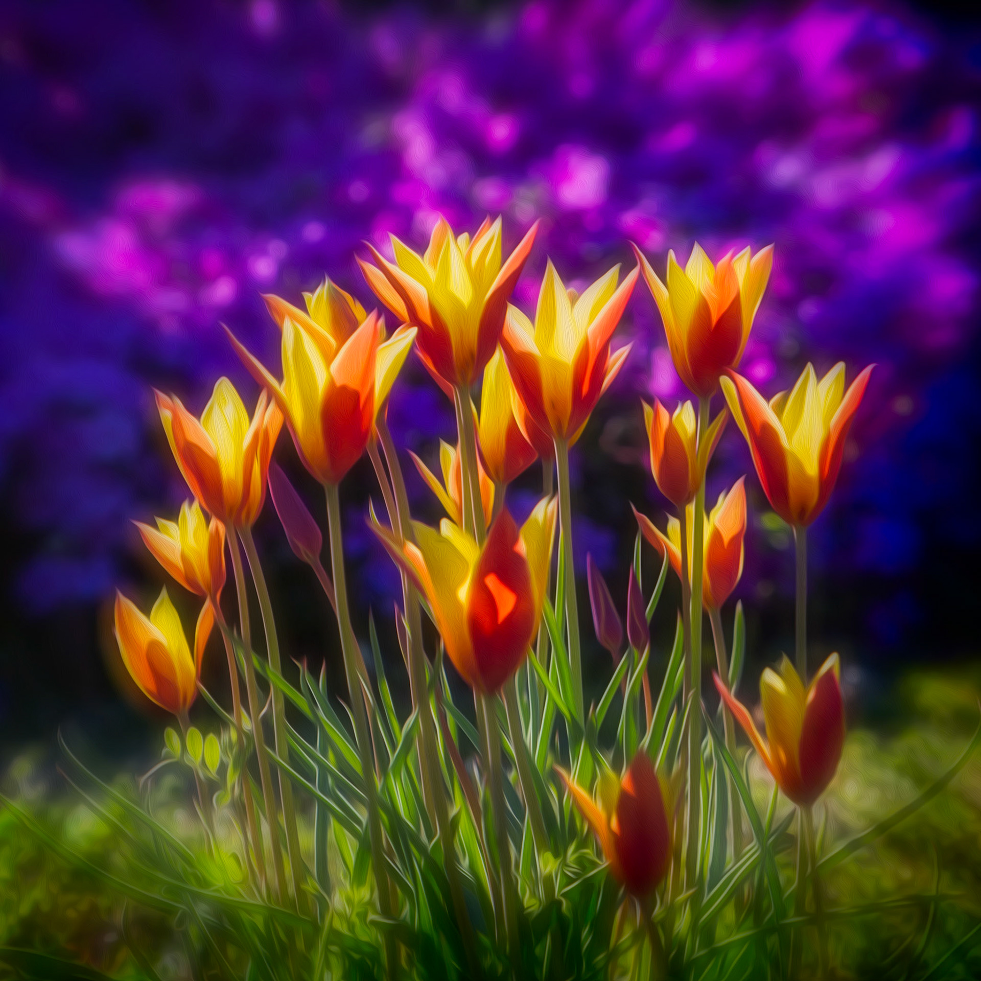 WHERE SPRING BEGINS