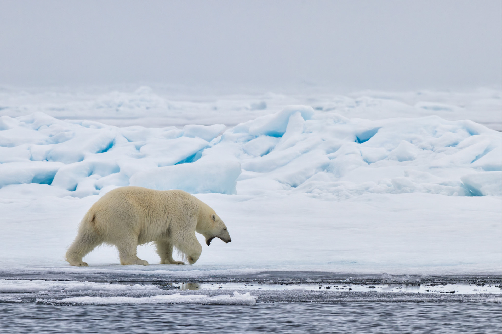 UNHURRIED IN A WHITE WORLD  |  Life on the polar ice cap is not always dramatic. Between long swims, patient hunts, and endless travel across the frozen sea, there are moments of simple routine, even for the Arctic's most formidable predator.