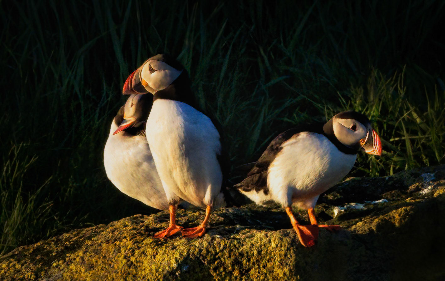 THIRD WHEEL | ICELANDIC PUFFINS