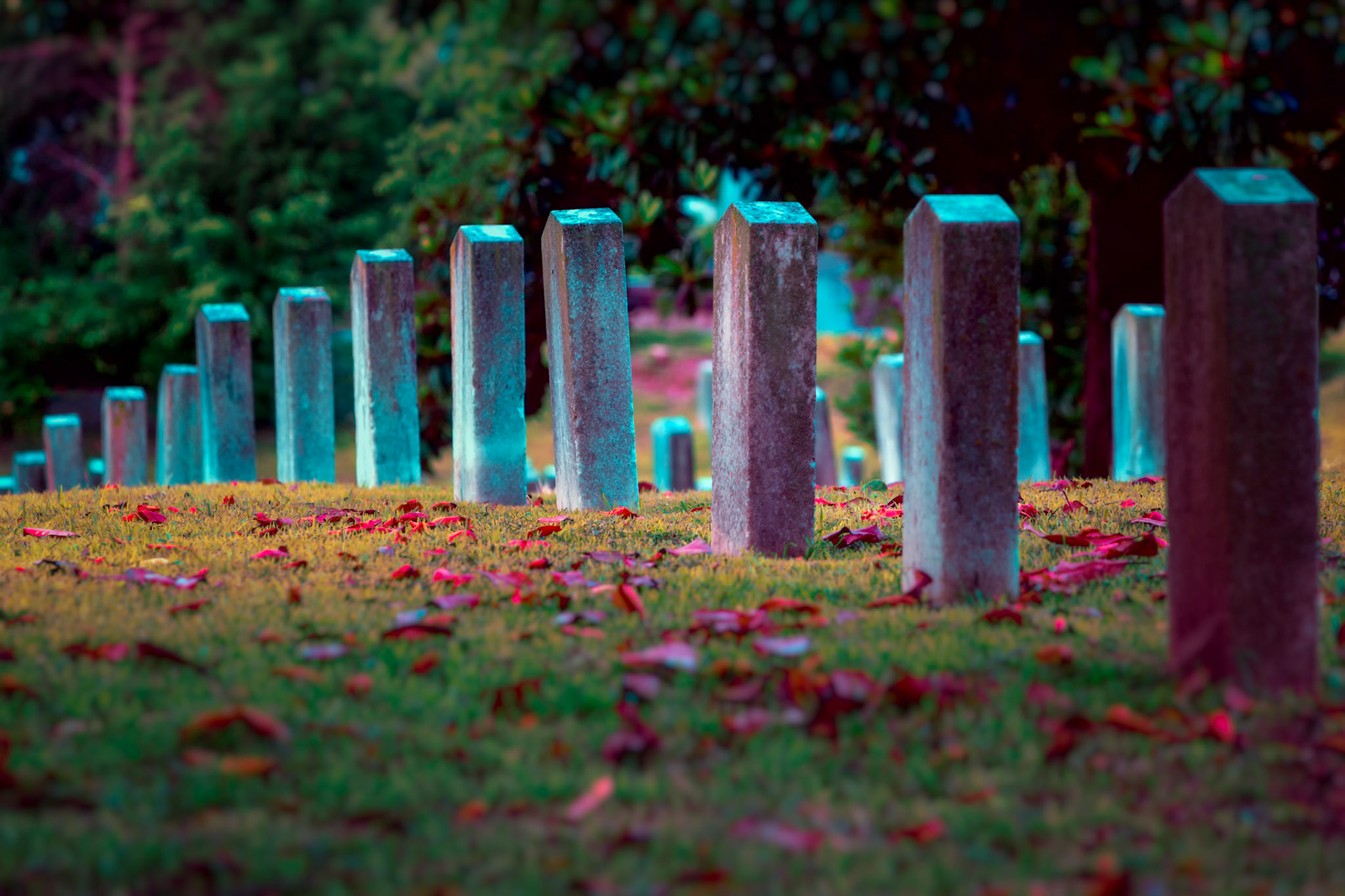 IN QUIET ROWS