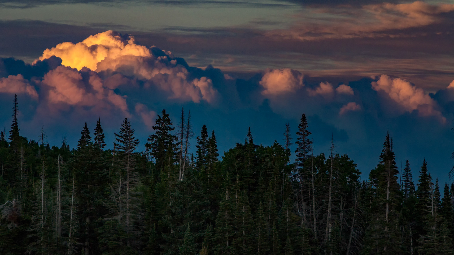 RISING WEATHER  |  As daylight fades, the forest settles into shadow while the sky continues its final performance. Towering clouds rise above the horizon like distant mountains, their sunlit peaks glowing with a warmth that contrasts dramatically against the deepening blue beneath them.The composition is built on contrast. Dark evergreen silhouettes form a quiet, grounded foreground, while above them an immense sky becomes the dominant subject. The trees provide scale, emphasizing the extraordinary height and presence of the cloud formation. What might seem familiar from a distance takes on a monumental quality when viewed against the forest below.