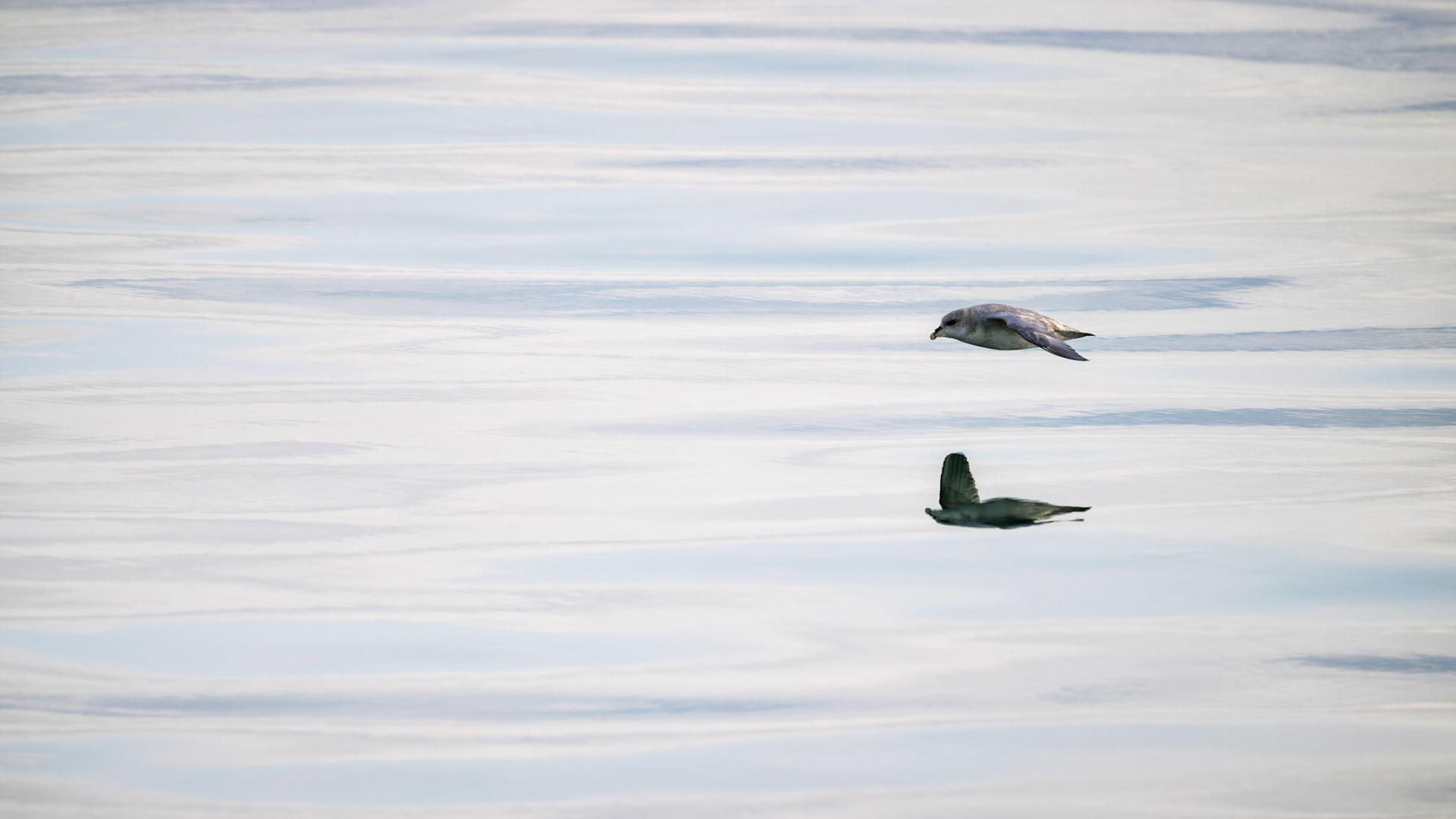 TWIN FLIGHT | For an instant, bird and reflection travel together across a luminous Arctic sea. The minimalist composition celebrates the delicate balance between motion and stillness.