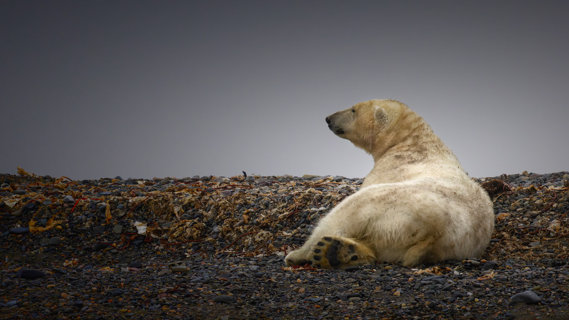 ARCTIC CONTEMPLATION