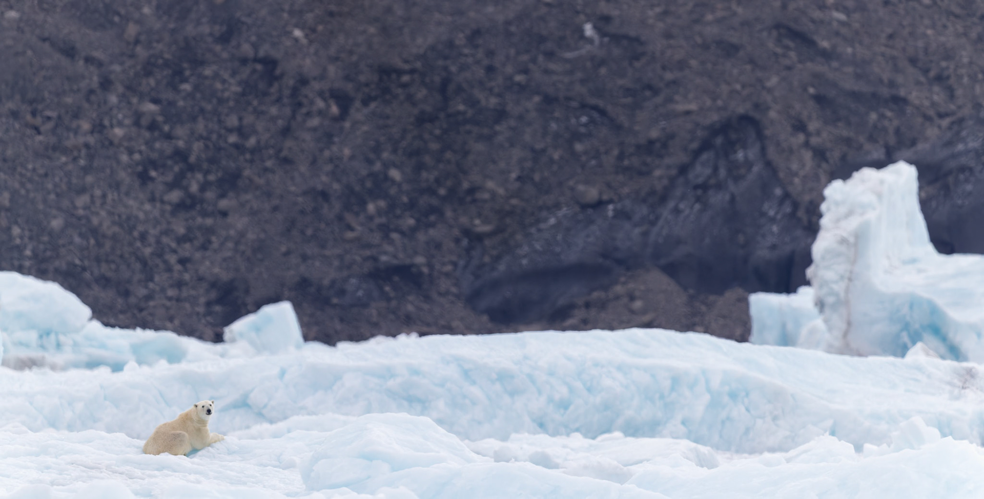 ARCTIC PAUSE  |  A lone polar bear rests on a field of fractured blue ice, its small form surrounded by the immense scale of Greenland’s frozen world. The contrast between the bear’s quiet presence and the dark shoreline behind it gives the scene a sense of solitude, vulnerability, and awe.