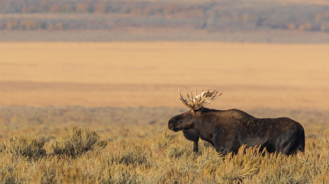 MOOSE IN THE FIELDS 2