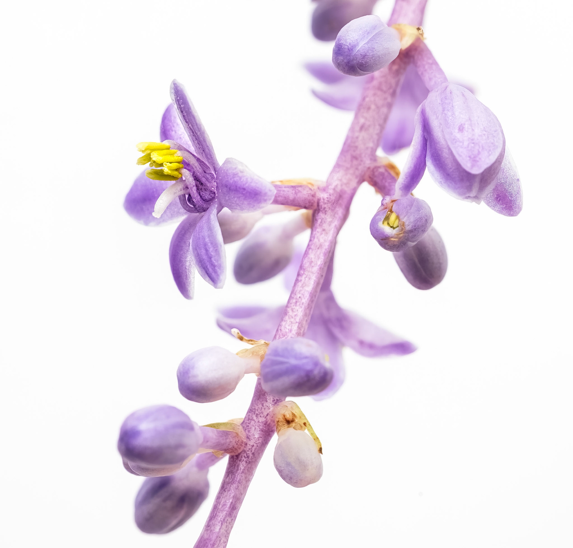 SOFT VIOLET