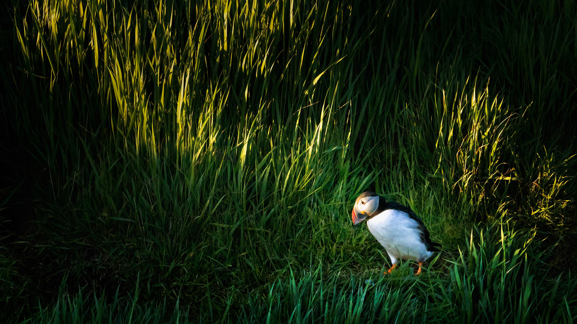 ALONE IN THE GREEN