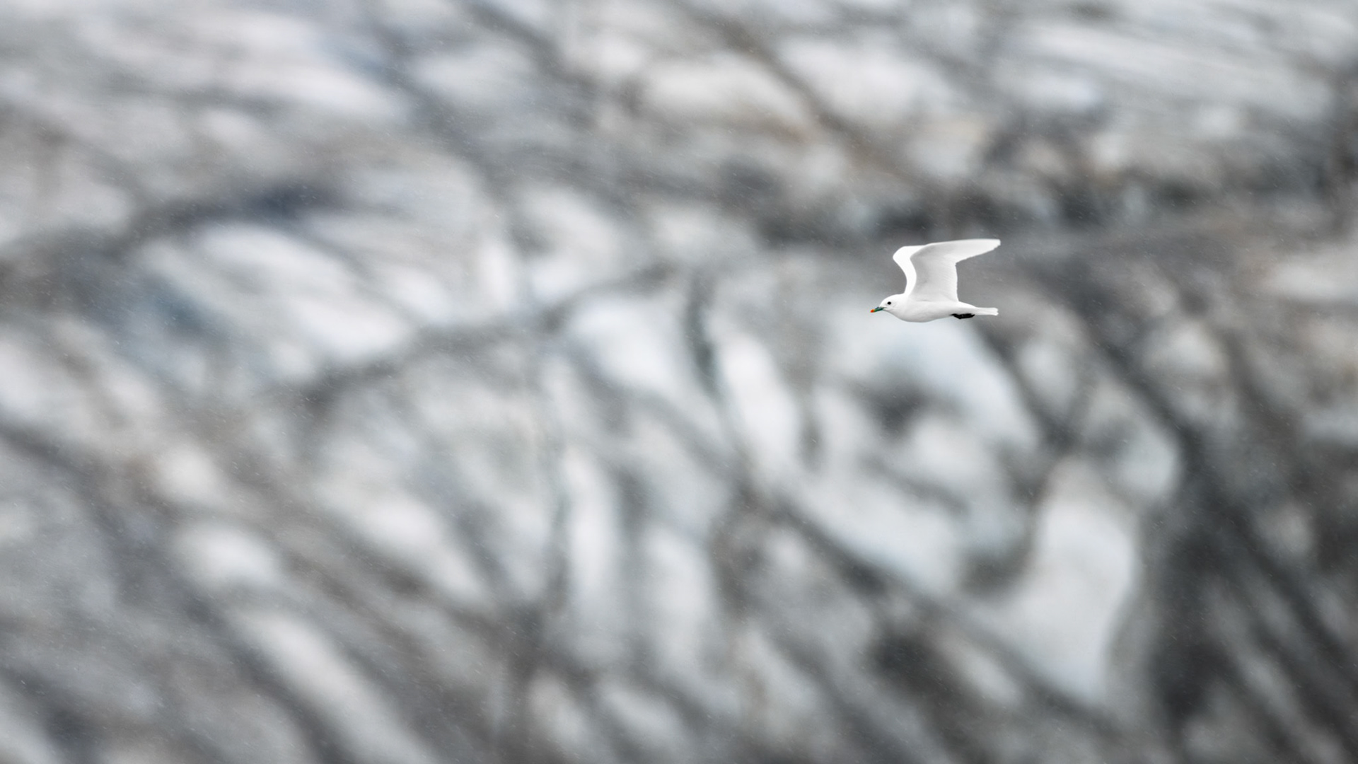 BETWEEN WIND AND ICE