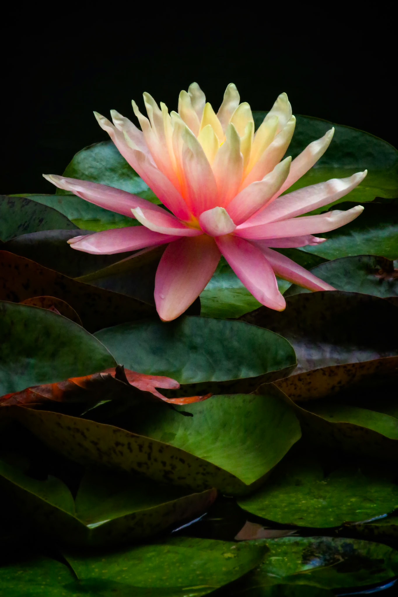 QUIET RADIANCE  |  Floating above a sea of lily pads, this radiant bloom seems to glow from within. Soft shades of pink and ivory blend seamlessly together, drawing the eye toward its luminous center and creating a striking contrast against the darker waters below.There is a sense of quiet confidence in this flower, standing alone yet commanding attention. Surrounded by stillness, it becomes a reminder that nature's most captivating moments are often its simplest, where color, light, and form come together in perfect harmony.