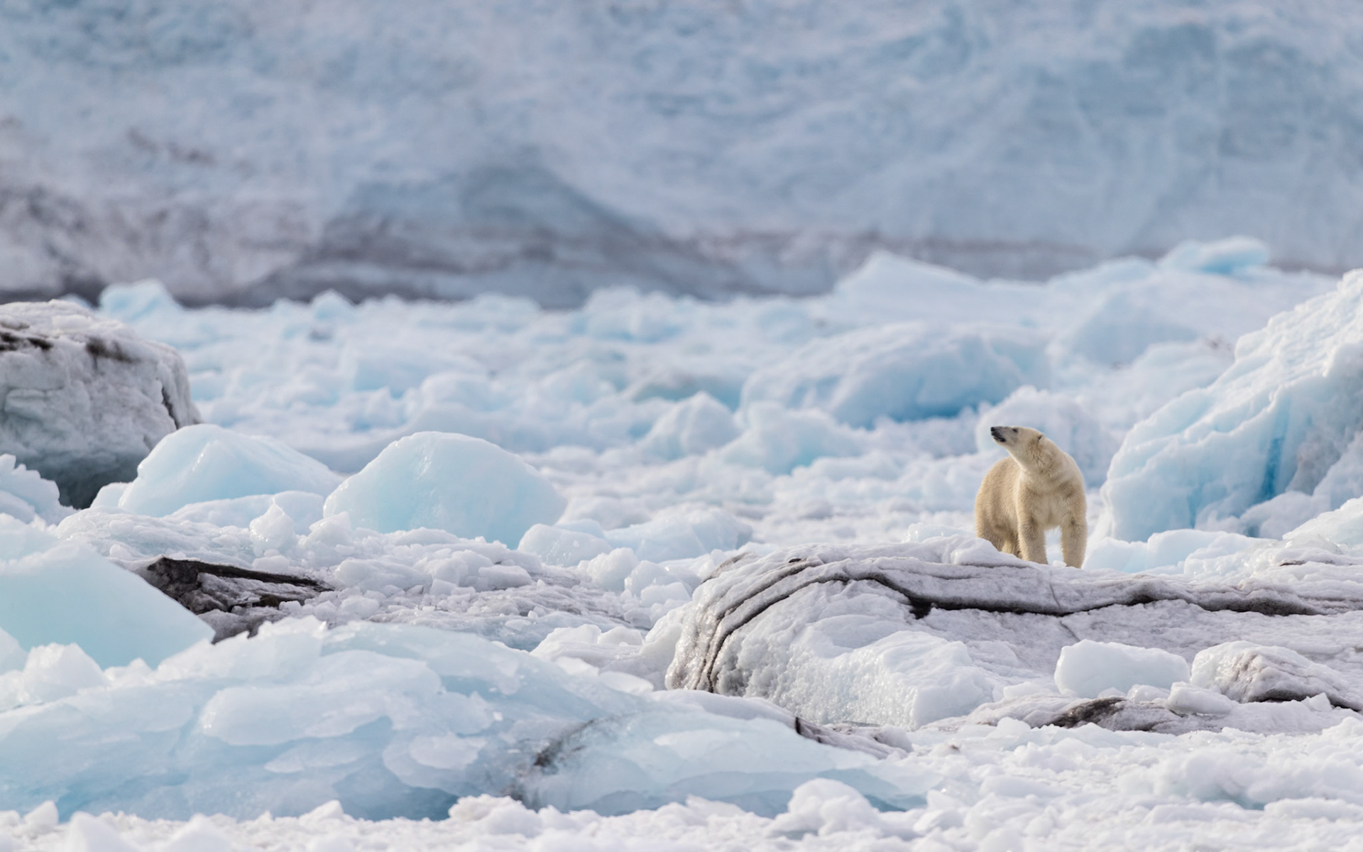 WHERE ICE MEETS INSTINCT  |  A polar bear pauses among sculpted ice and dark streaks of ancient glacial debris, lifting its head to test the Arctic air. Its solitary figure brings life and quiet tension to a landscape that feels both immense and untouched.