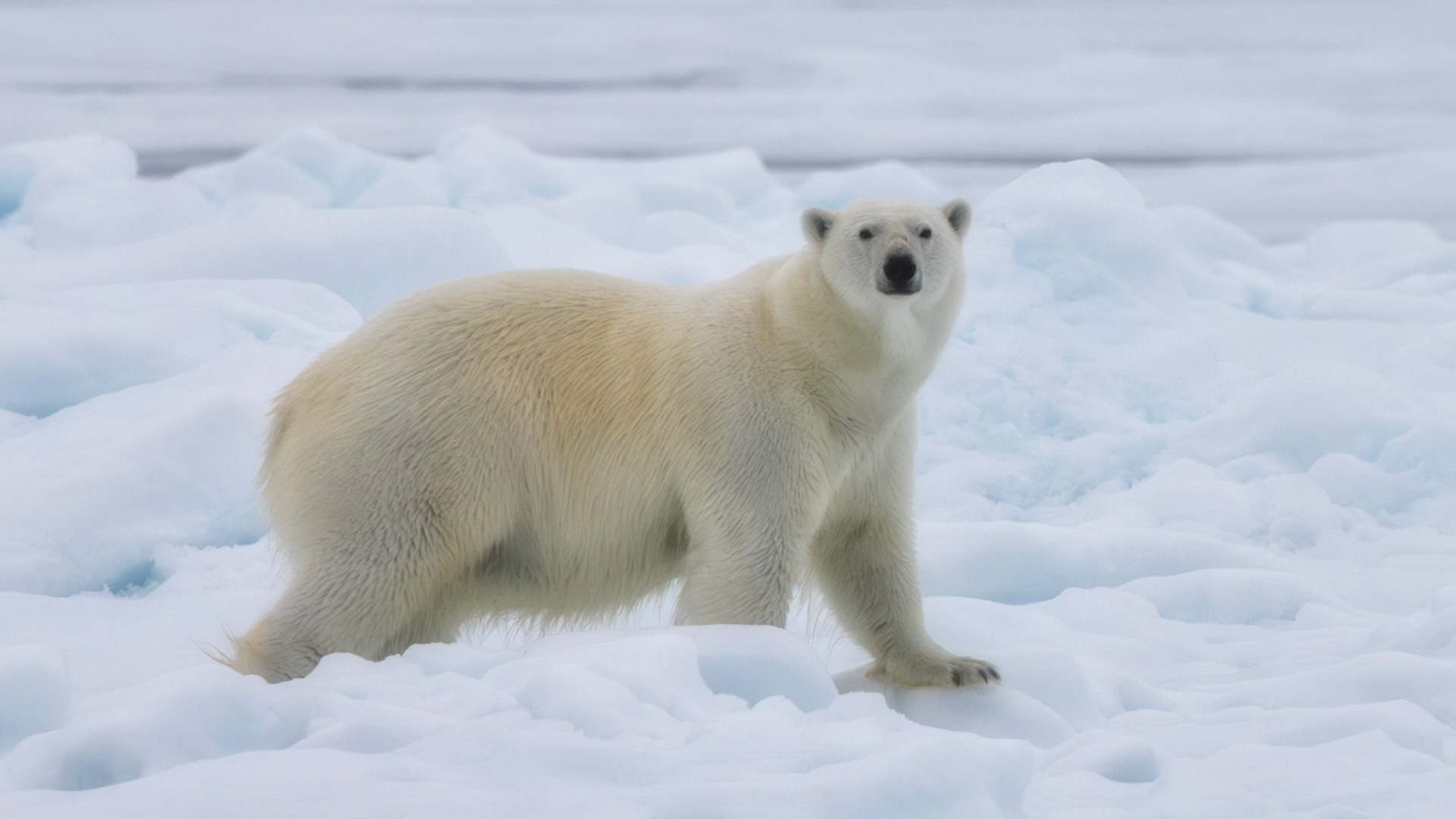 THE SHAPE OF PAUSE  |  There is an unmistakable confidence in a polar bear standing on the sea ice. With no need to hide and no natural predators to fear, she moves through the Arctic with the quiet authority of an animal perfectly adapted to its environment.