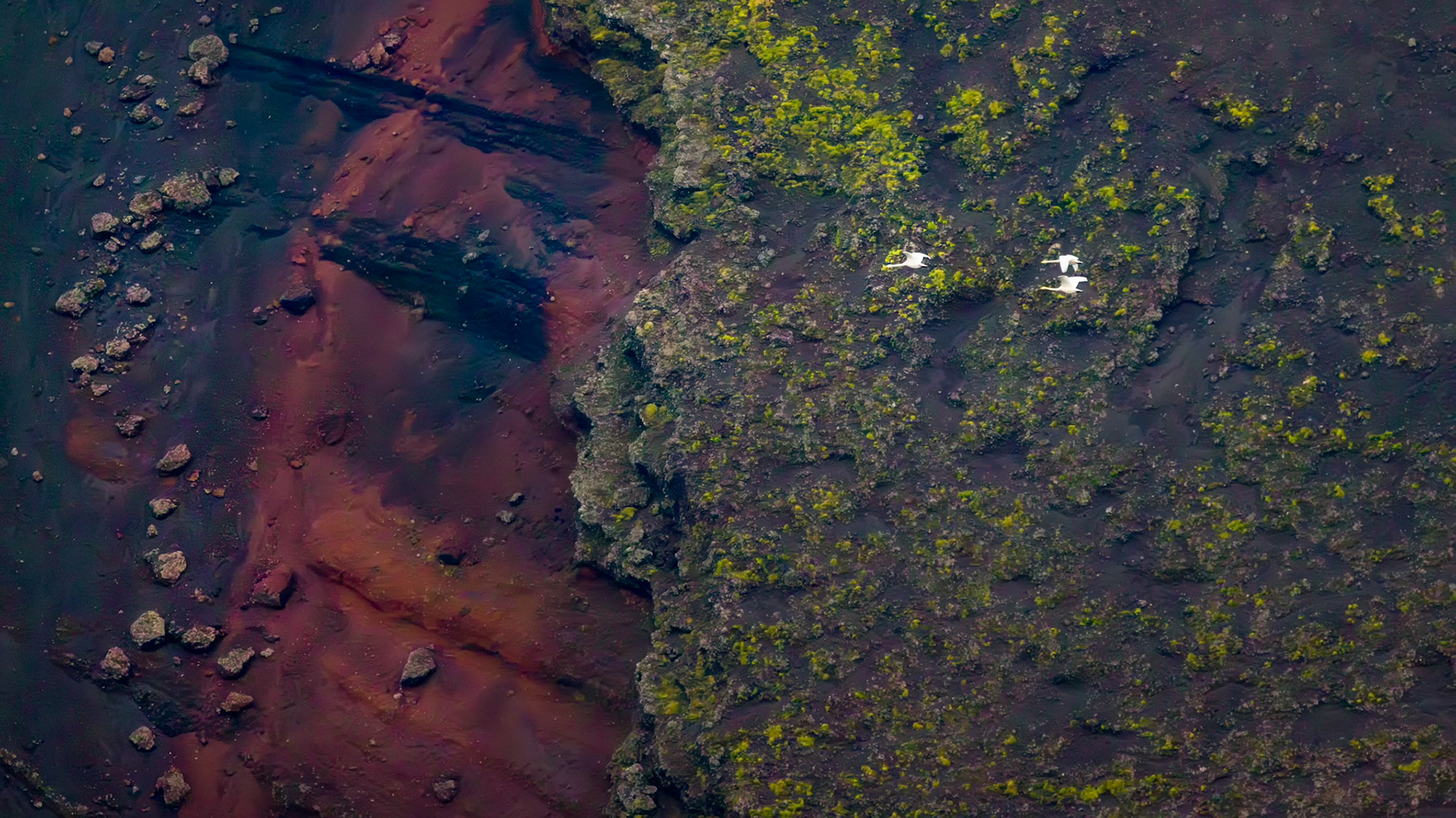 A BRIEF PASSAGE  |  At first glance, the eye is drawn to the three geese crossing the frame. Only with a sense of scale does the true story emerge. The landscape behind them is not a hillside or canyon, but the immense interior of an ancient volcanic cone, large enough to make the birds appear almost insignificant.