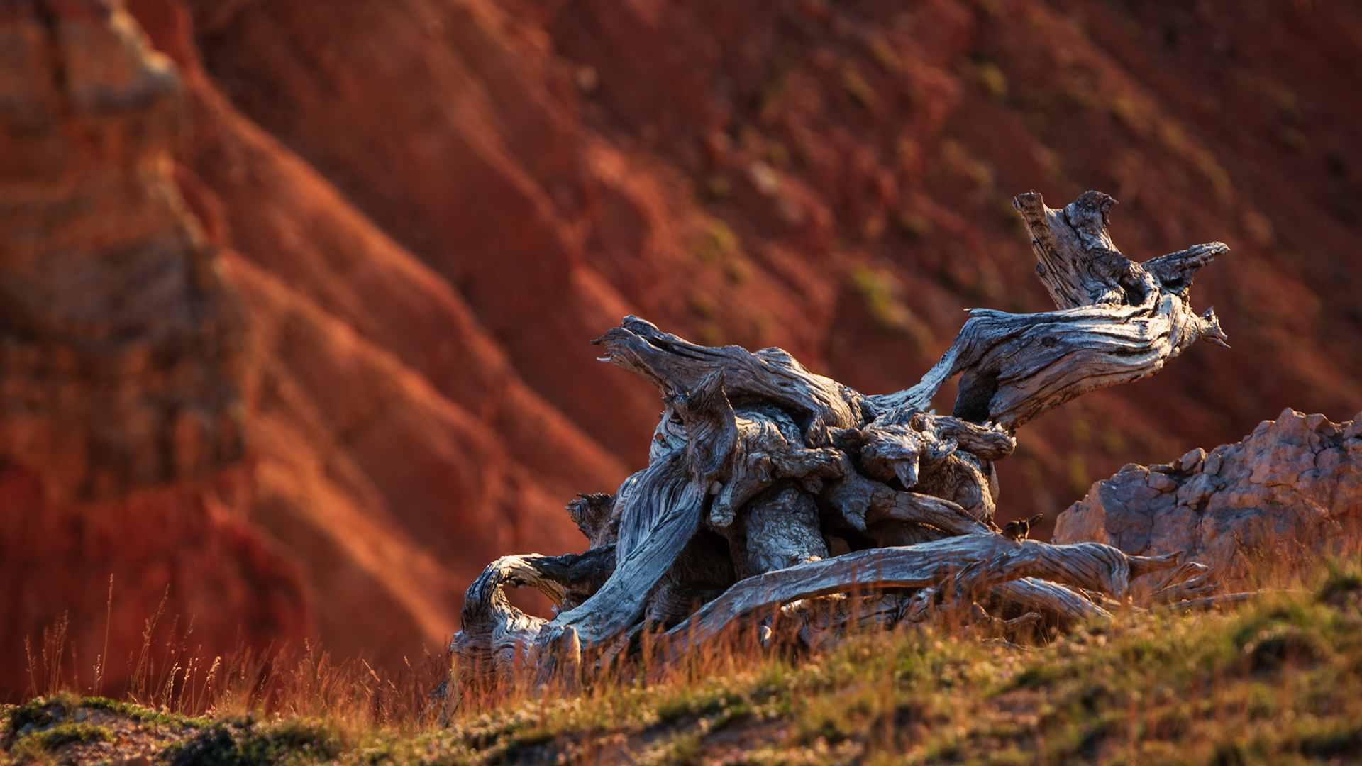 TWISTED SENTINEL  |  Long before I noticed the canyon glowing in the warm light of sunset, I noticed the wood.Twisted, weathered, and impossibly intricate, this ancient piece of driftwood seemed almost alive. Every curve, knot, and polished surface told a story written over decades, perhaps centuries, by wind, rain, sun, and time. What once stood tall as a living tree had been transformed into something entirely different, yet no less beautiful.The fiery red cliffs behind it provided a perfect backdrop, but they were not the subject. My eyes kept returning to the sculpture nature had created without intention. No artist carved these shapes. No hand guided the design. The elements simply went to work, patiently refining and reshaping until the wood became a work of art in its own right.I was struck by the contrast between permanence and change. The canyon walls appear eternal, yet they too are slowly being sculpted by the same forces that transformed this fallen tree. Given enough time, nature leaves its signature on everything.