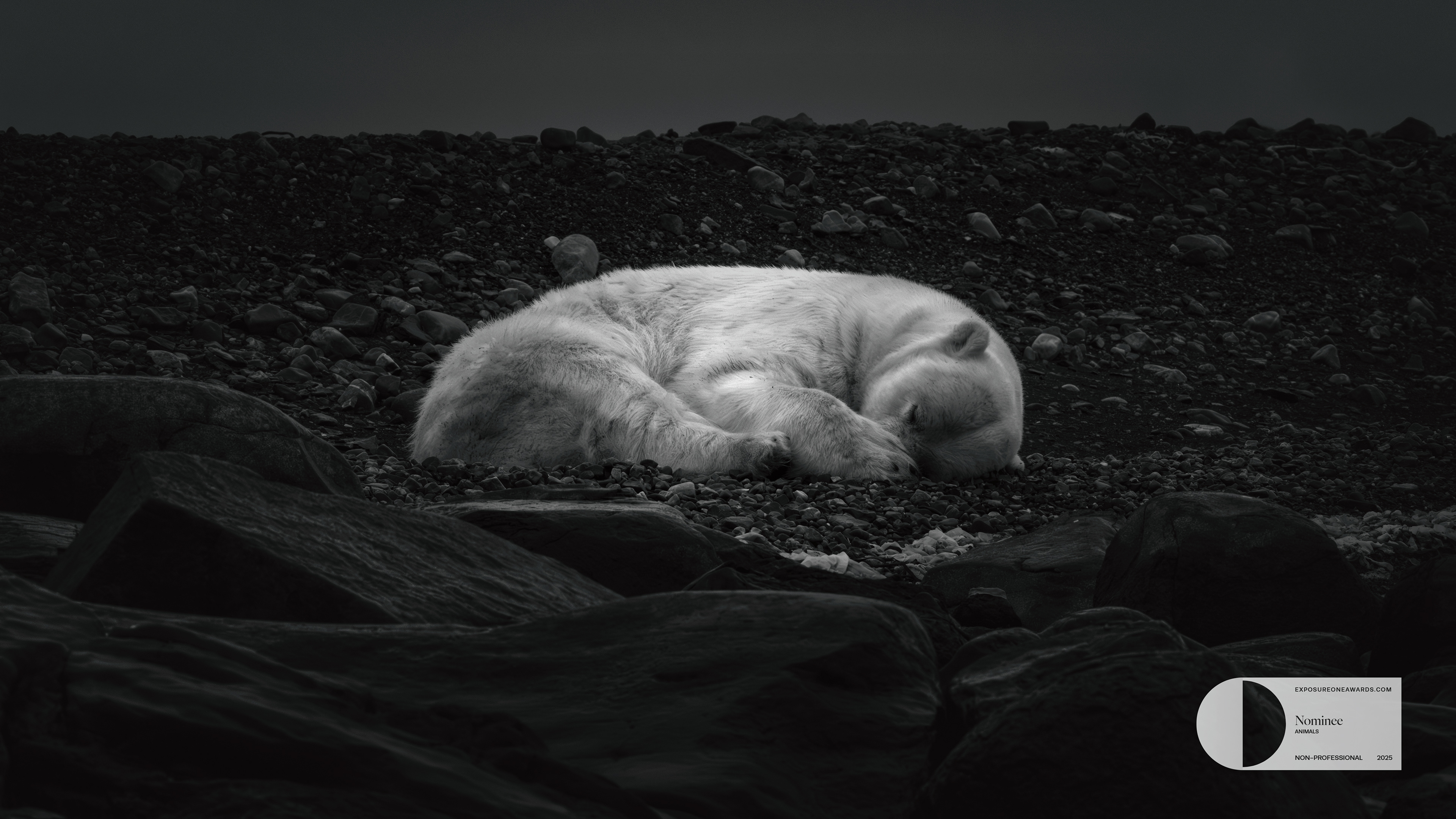 DREAMING OF ICE  |  A lone polar bear rests on a barren Arctic shore, its white fur glowing softly against the dark stones. In the stillness, there’s both peace and fragility, a quiet reminder of life enduring at the edge of a frozen world.
