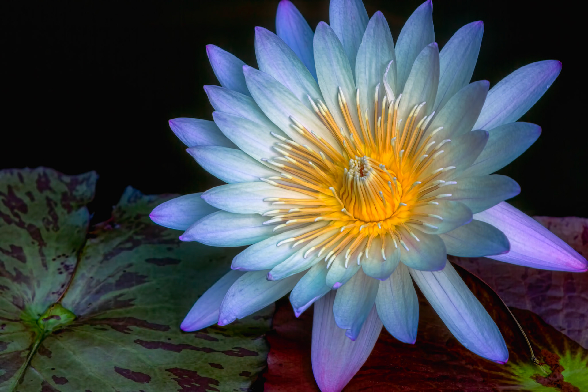 LUMINOUS WITHIN