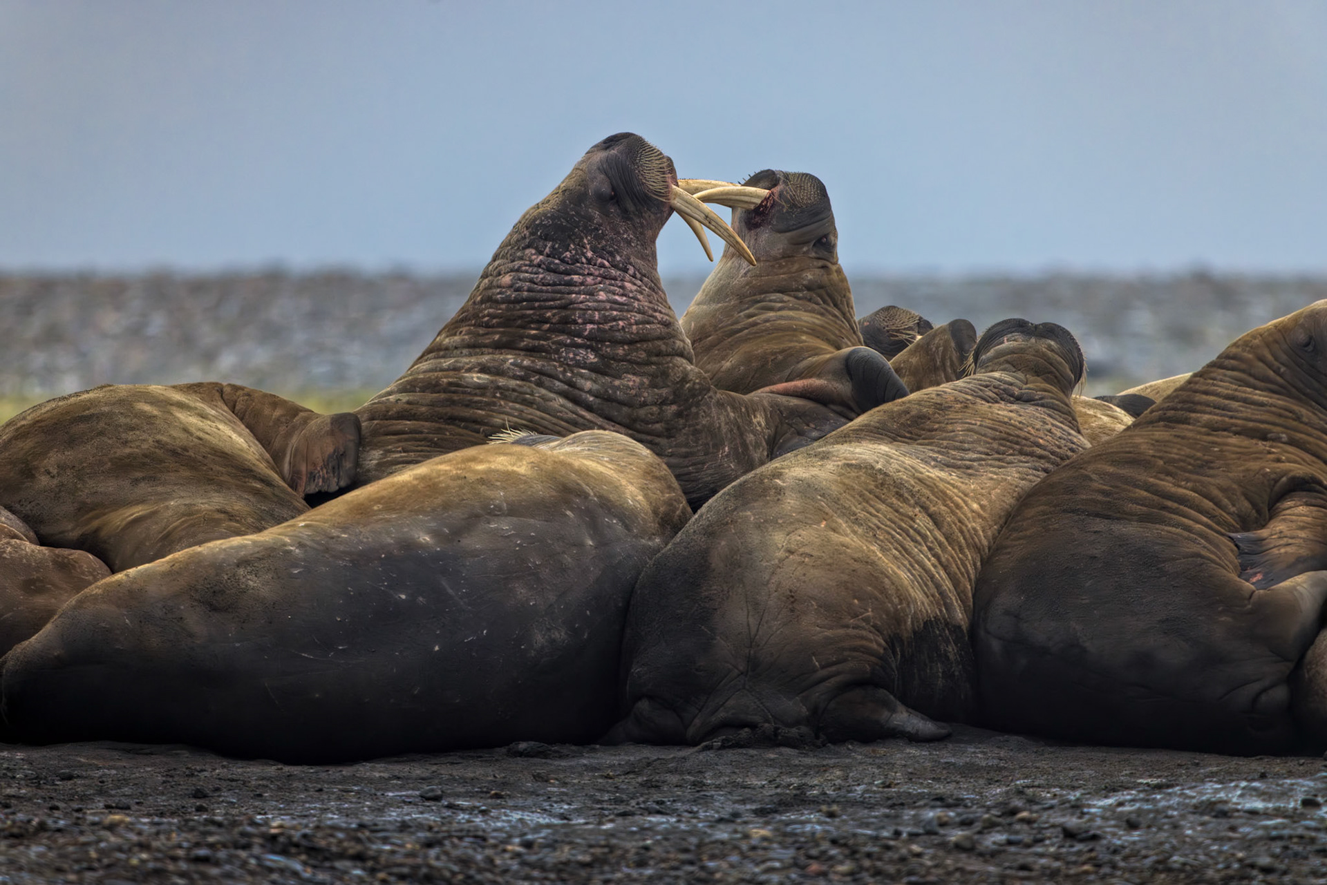 THE LANGUAGE OF TUSKS