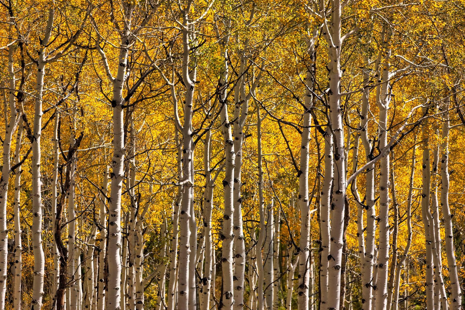 REACHING FOR THE SKY