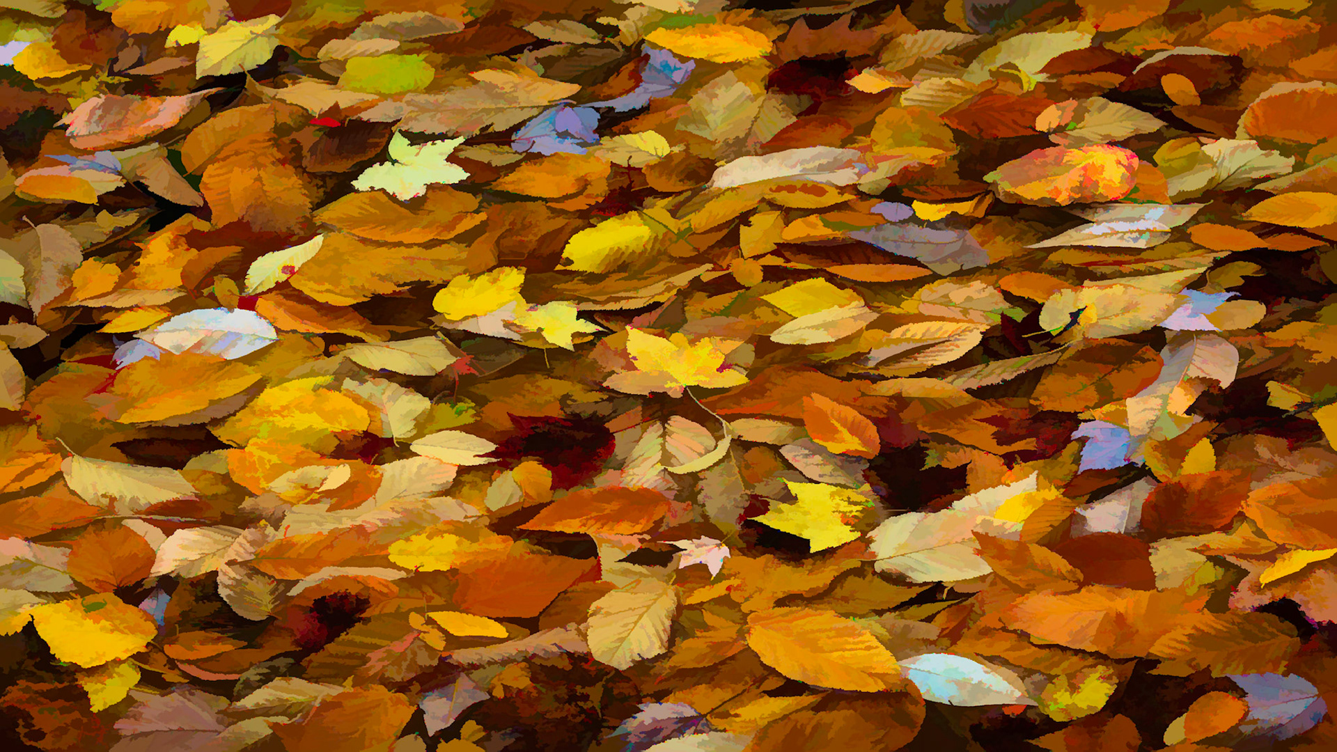 THE FOREST FLOOR | SMOKY MOUNTAINS | TENNESSEE