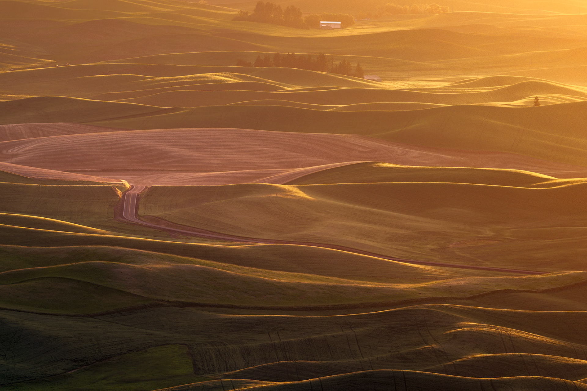FIELDS OF LIGHT