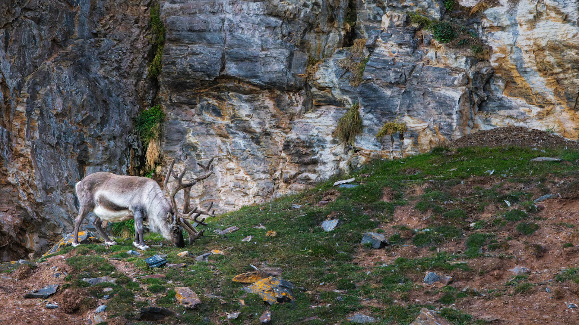 GRAZING IN THE STONE VALLEY