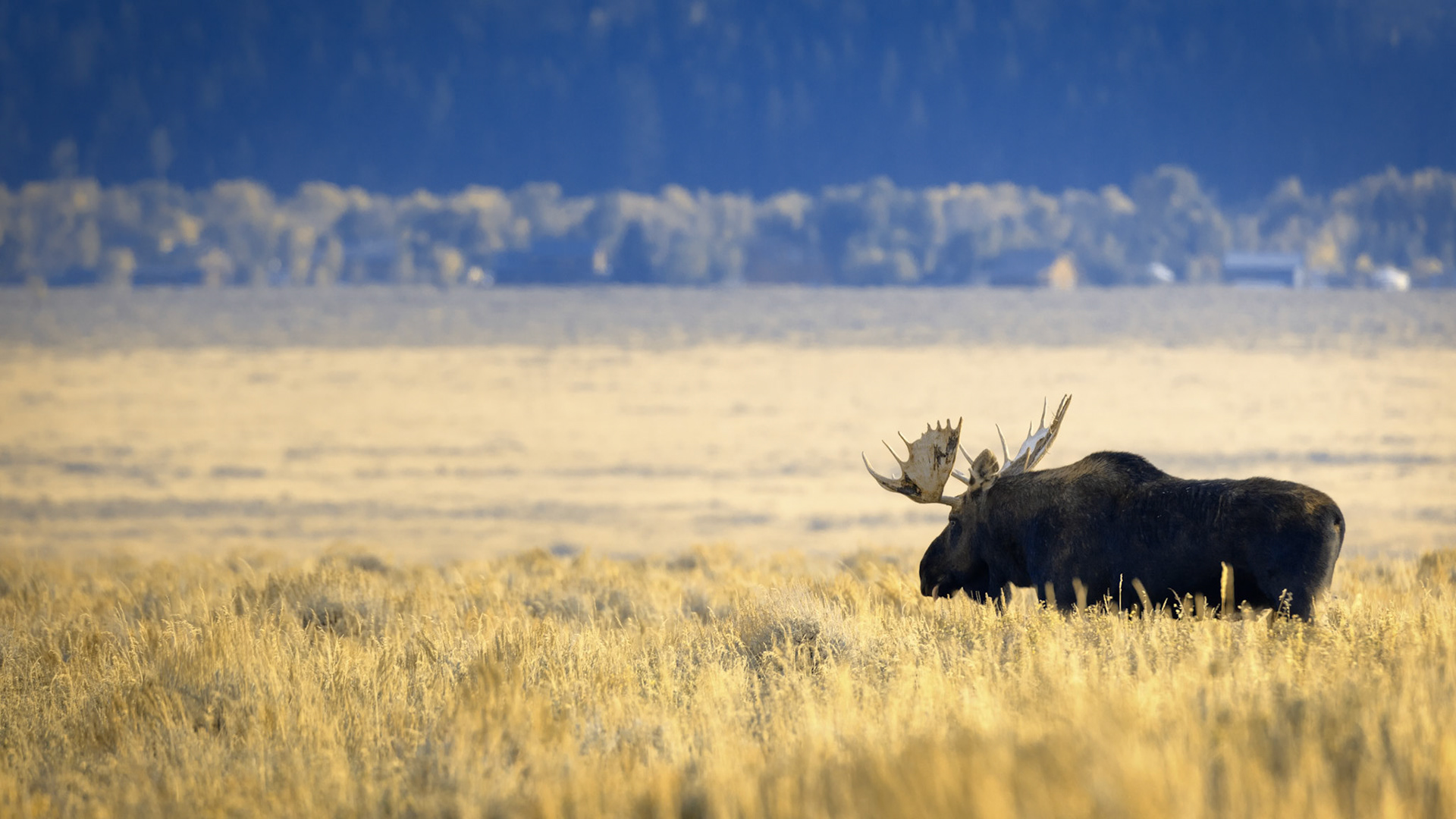 GOLDEN WILDERNESS