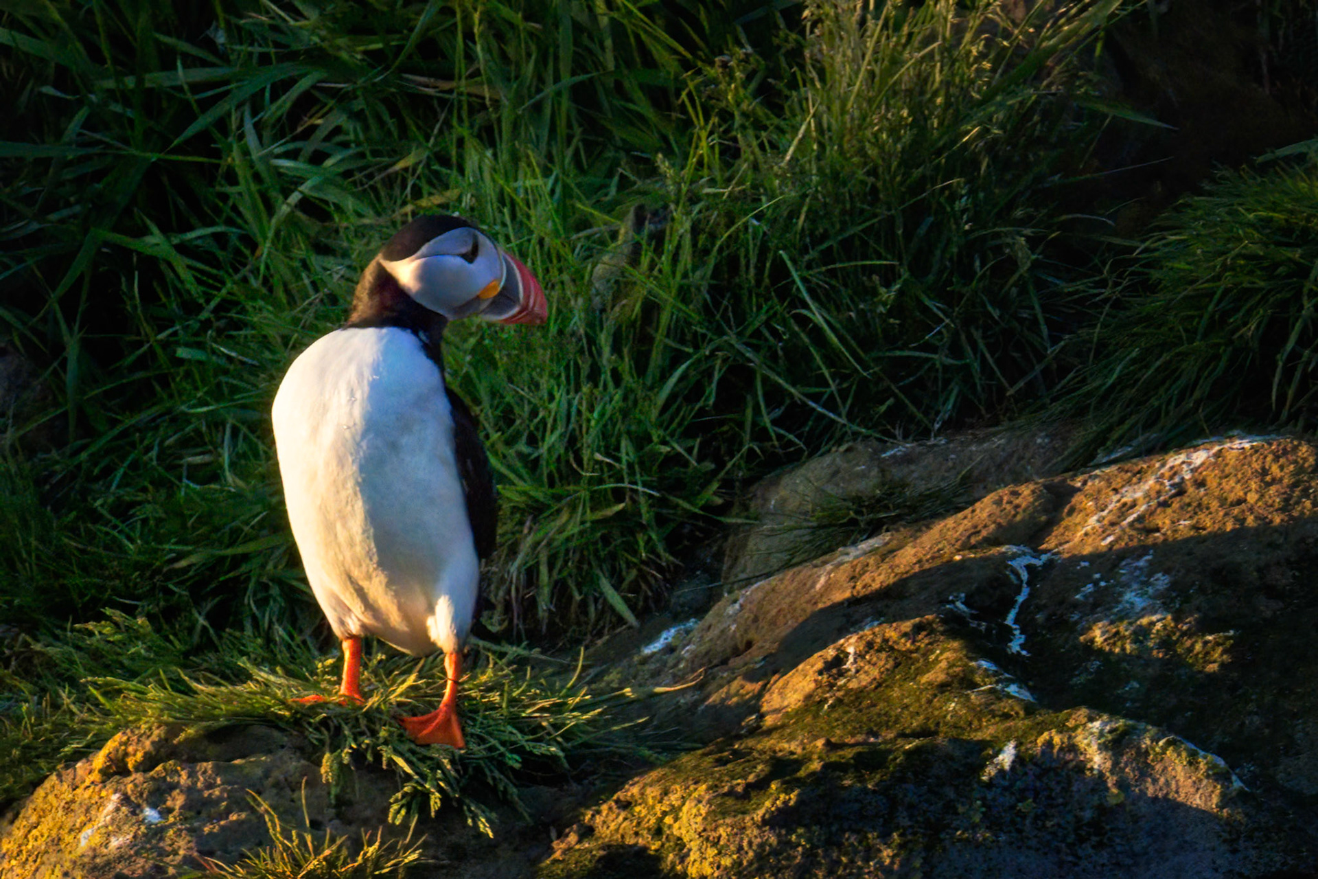 NORTH ATLANTIC PUFFIN
