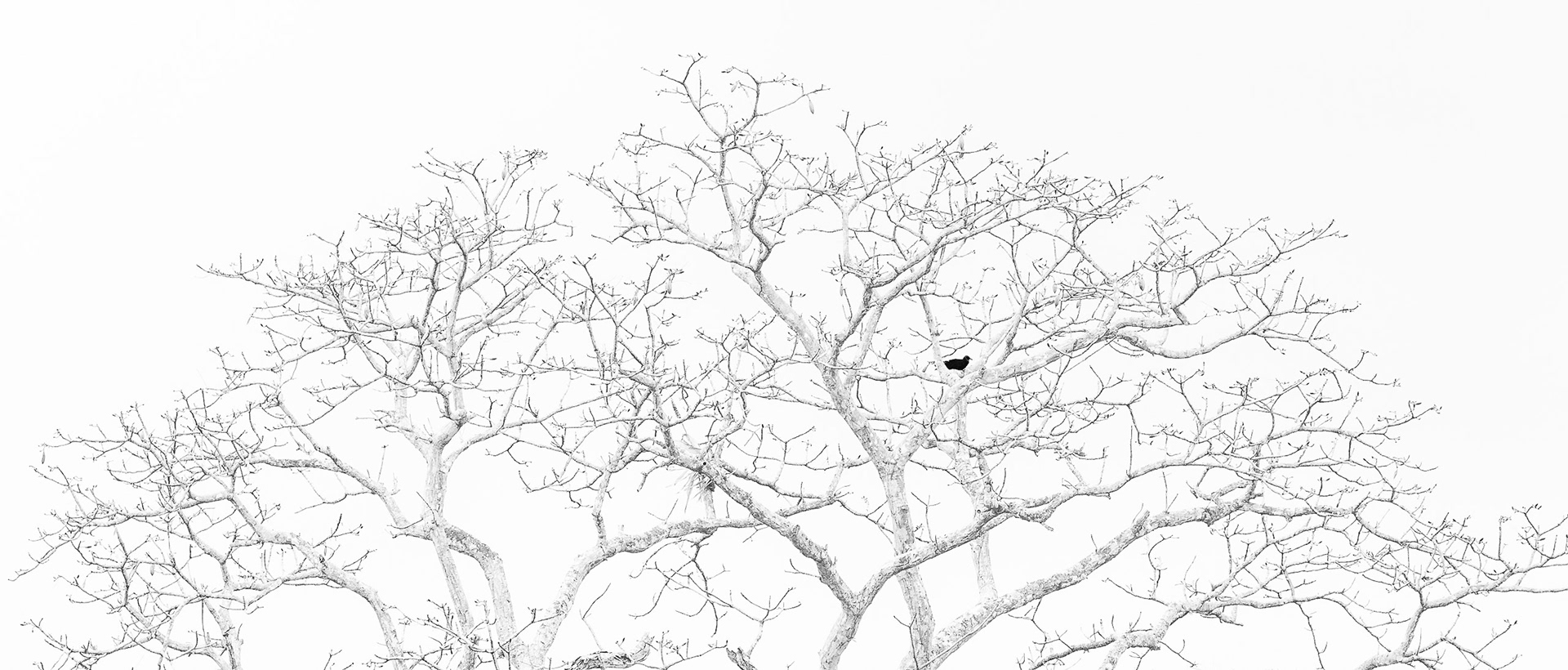 WINTER PERCH
