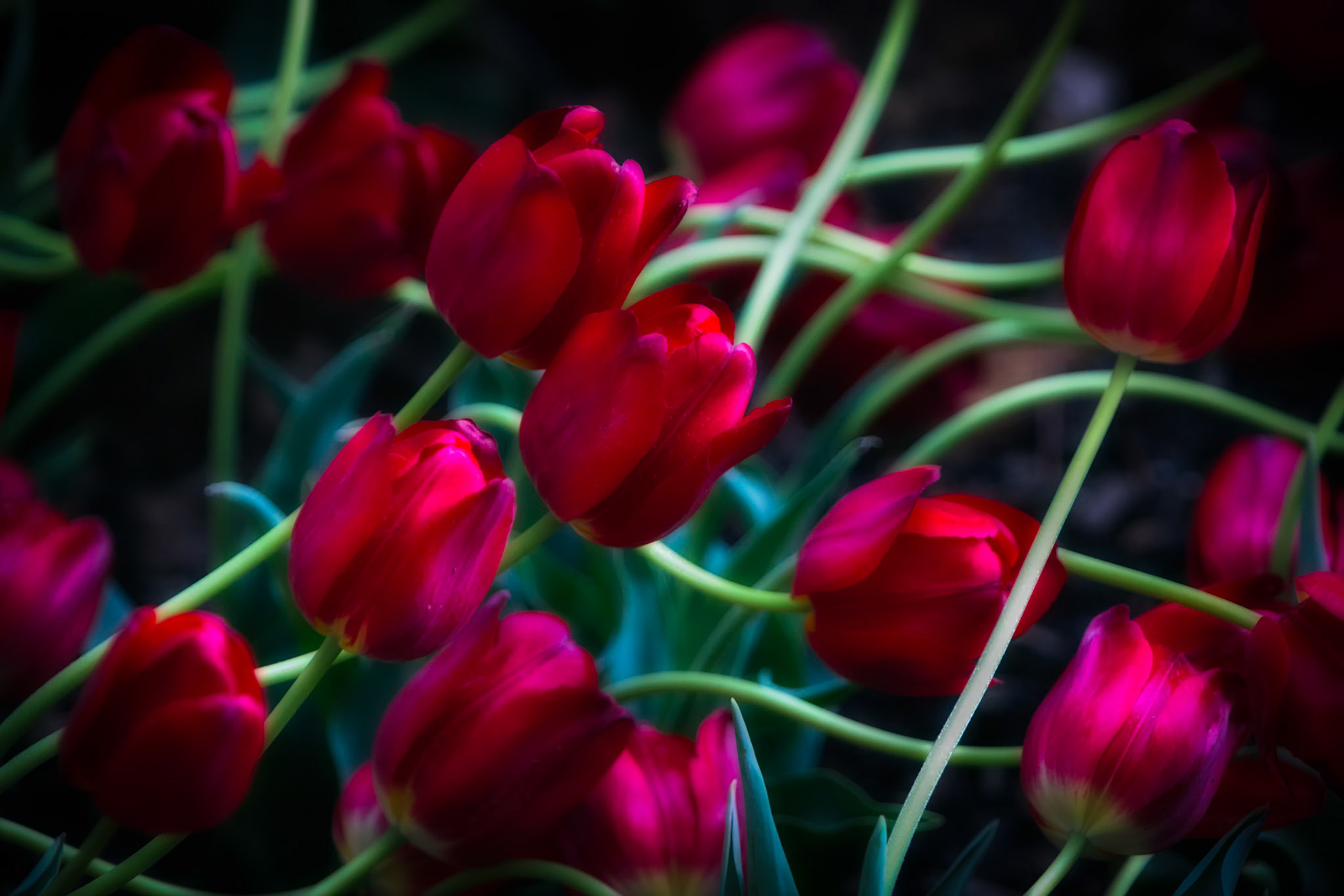 RED TULIPS | BILTMORE ESTATE