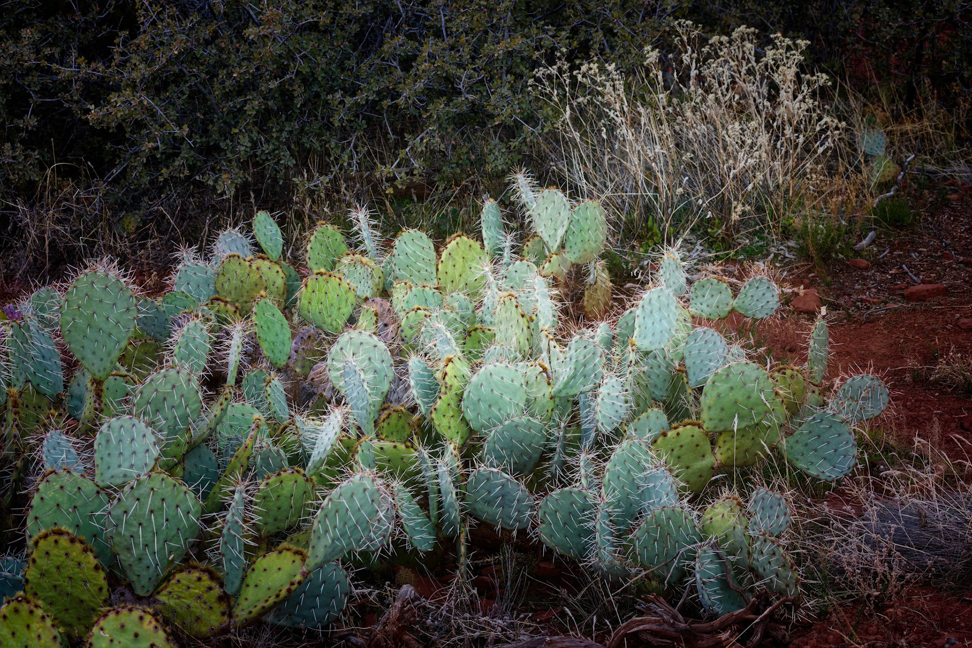 GARDEN OF THORNS