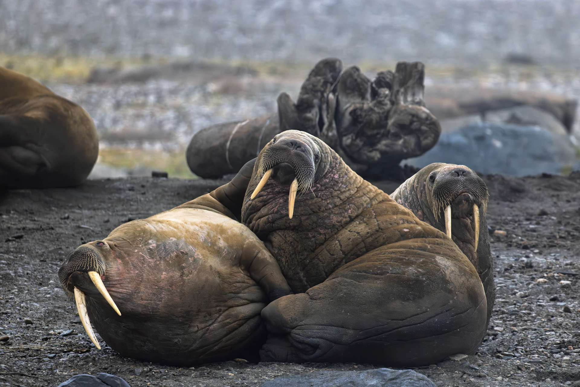 WALRUS TRIO