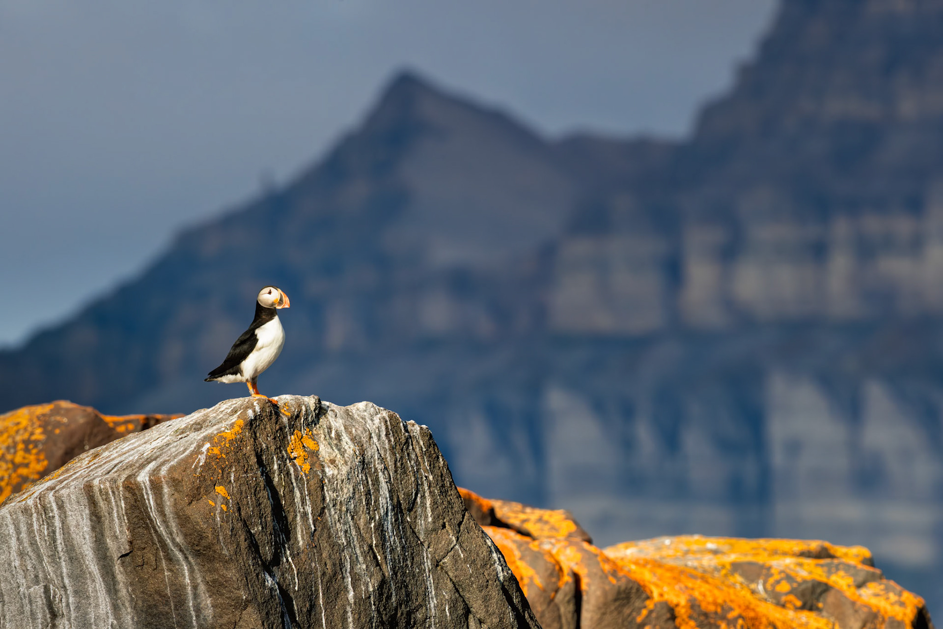 AGAINST THE MOUNTAIN  |  Some wildlife encounters are memorable because of the animal. Others are memorable because of where the animal chooses to be.