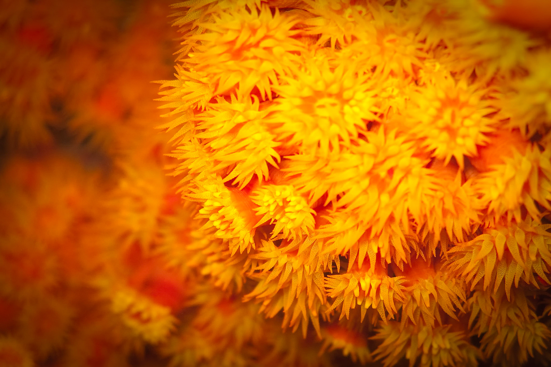 SOLAR BLOOM  |  At first glance, these vibrant orange anemones resemble a field of sunlit flowers swaying in a gentle breeze. In reality, they are marine animals, their delicate tentacles extending into the water to capture passing nutrients while creating an extraordinary display of color and texture.Photographed in the Caribbean, this scene reveals a hidden world that exists just beneath the surface. The brilliant oranges and golds seem almost impossible in nature, transforming an underwater rock face into something that feels more like an impressionist painting than a marine ecosystem. It is a reminder that some of the most spectacular landscapes are not found on land at all, but beneath the sea.