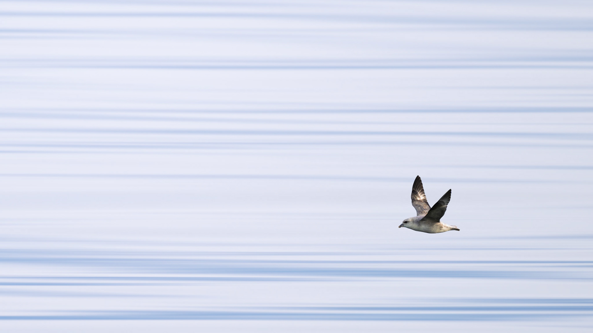 BETWEEN BLUE LINES | A lone seabird glides effortlessly across the quiet waters of Svalbard, transformed into soft bands of blue and white by intentional camera movement. The image blurs the boundary between photography and painting, celebrating the grace of flight through simplicity, rhythm, and light.