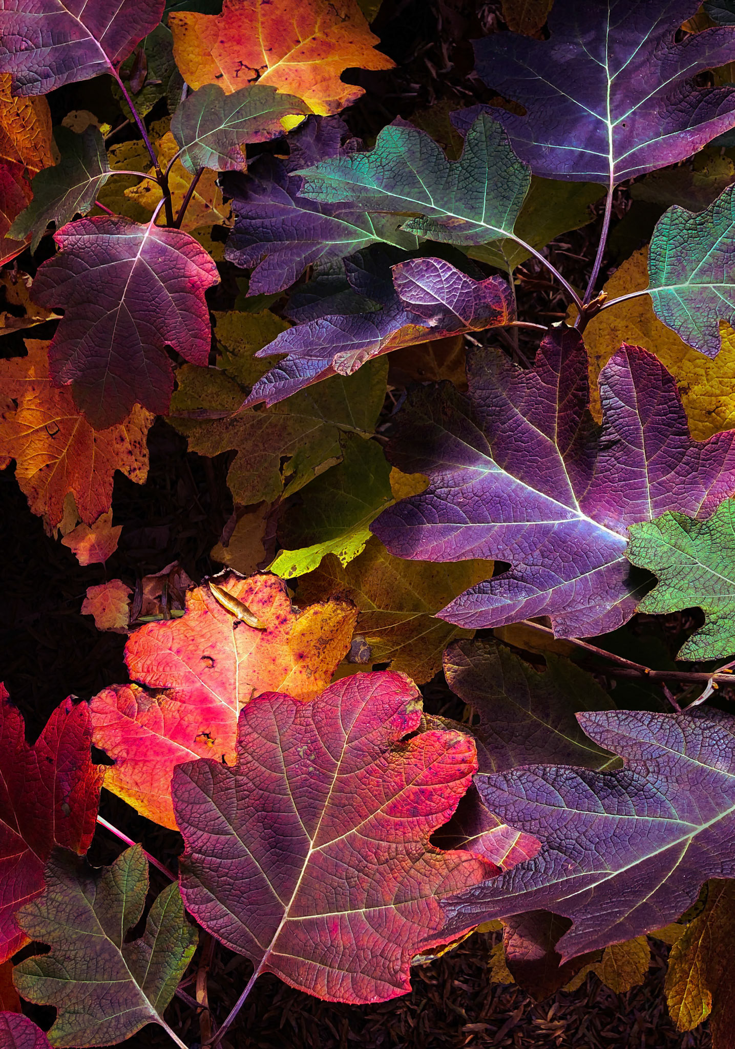 AUTUMN  TAPESTRY  |  Hydrangeas are best known for their lush blooms in spring and summer, but their foliage often puts on an equally spectacular show in autumn. As temperatures cool, the leaves transform into rich shades of crimson, burgundy, gold, and deep violet, creating a tapestry of color that is easy to overlook amid the season's more famous maples and oaks.In this image, the fallen leaves seem almost illuminated from within, their intricate veins glowing like stained glass. The mix of colors and textures turns the forest floor into a natural mosaic, revealing a quieter side of autumn's beauty. What was once a backdrop to summer flowers becomes the star of the season, reminding us that nature often saves some of its finest displays for the very end.