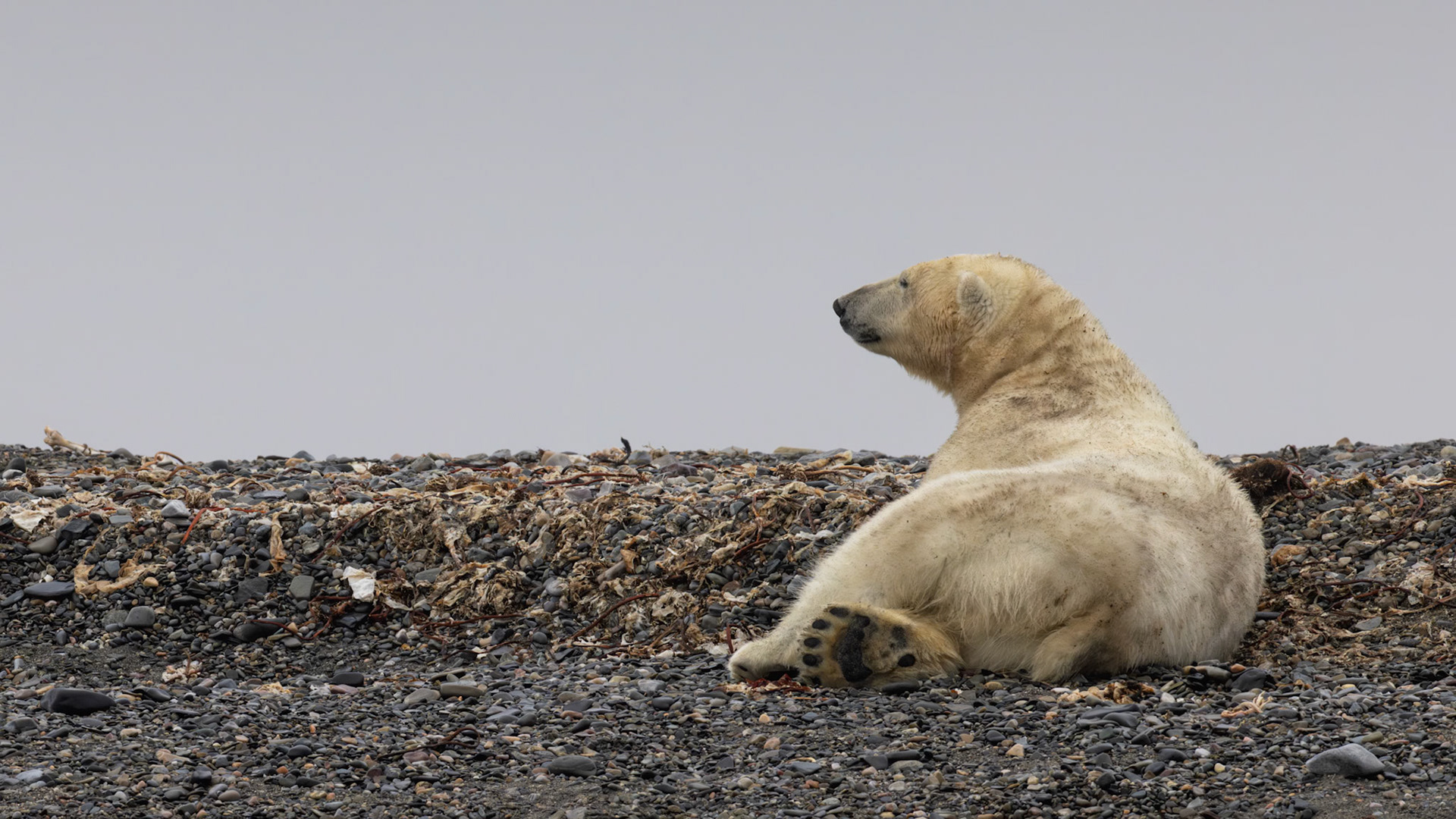 ARCTIC CONTEMPLATION